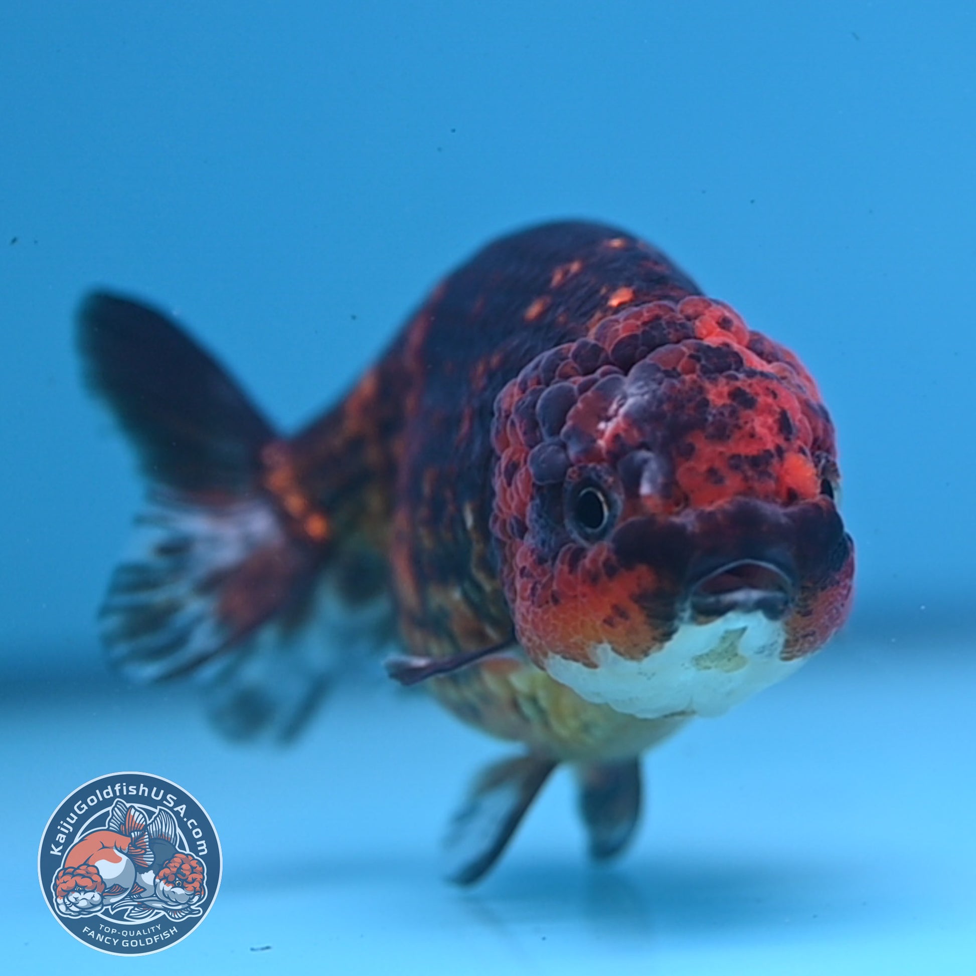 Tiger Ranchu 4 inch Body (251107_RC03)