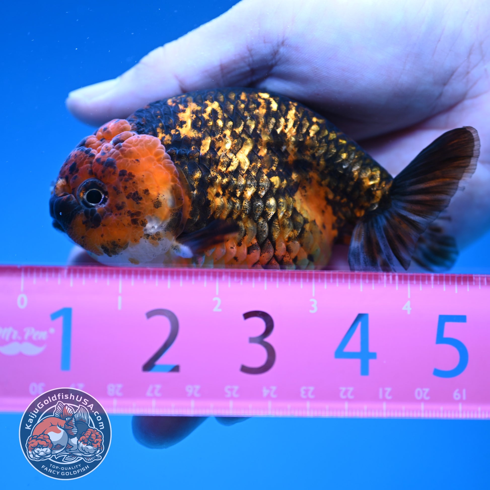 Tiger Ranchu 4 inch Body (251107_RC03)