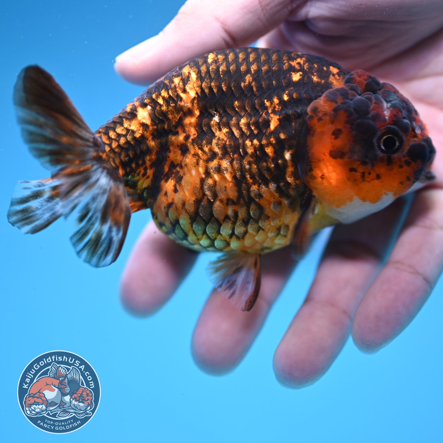 Tiger Ranchu 4 inch Body (251107_RC03)