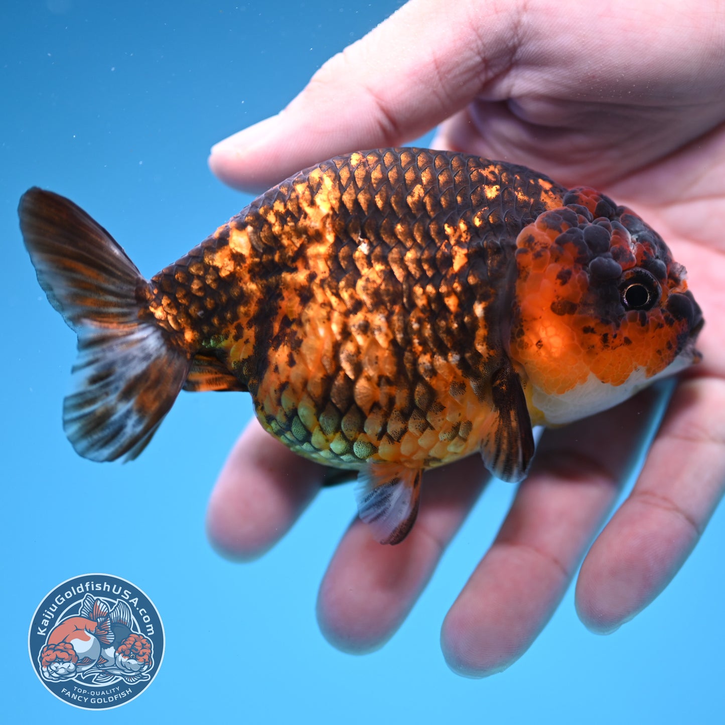 Tiger Ranchu 4 inch Body (251107_RC03)