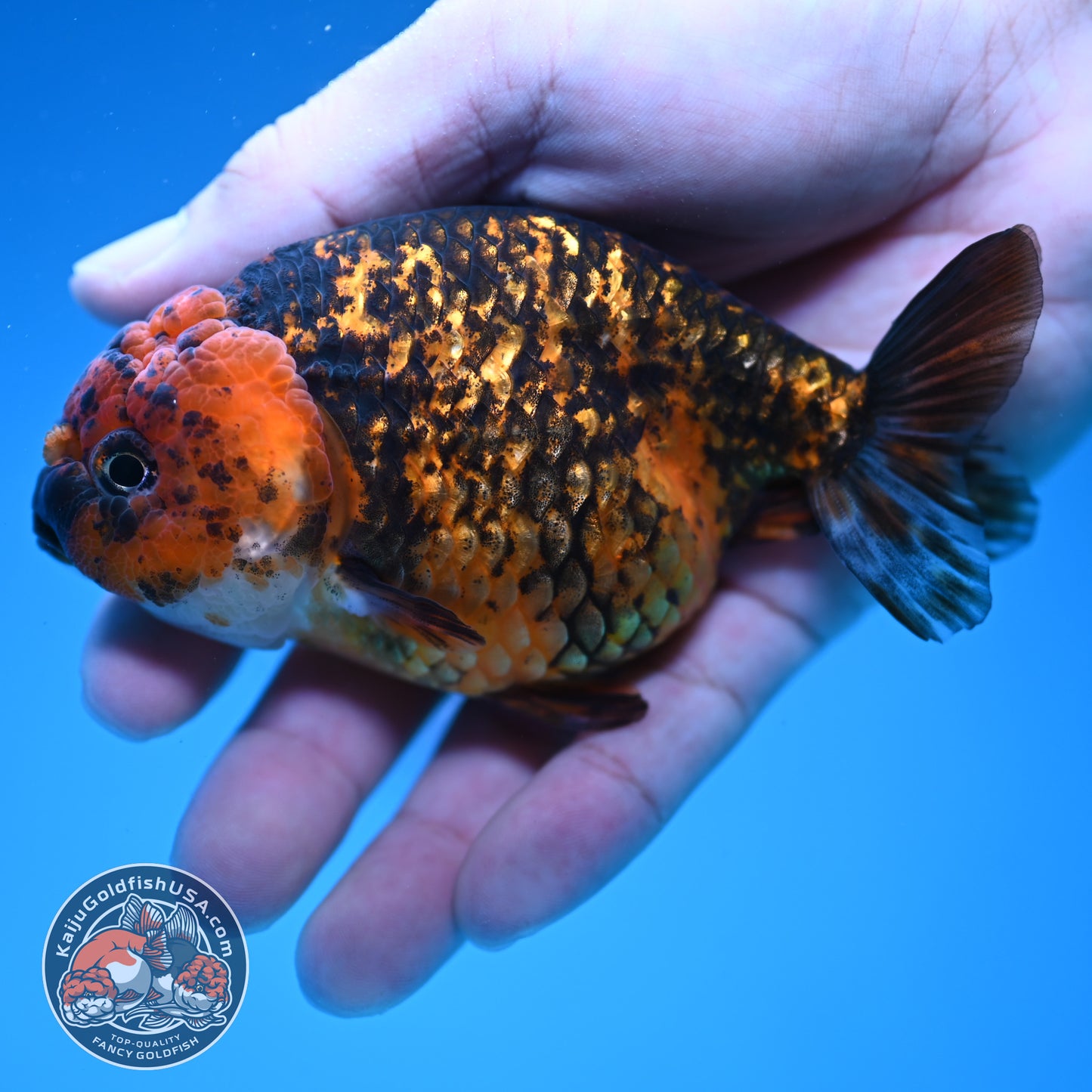 Tiger Ranchu 4 inch Body (251107_RC03)