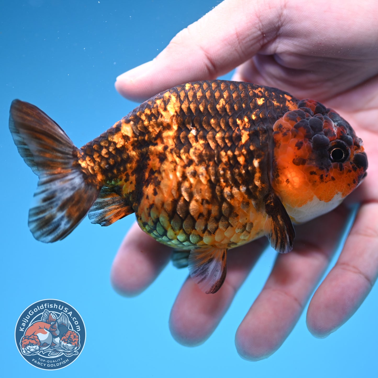 Tiger Ranchu 4 inch Body (251107_RC03)