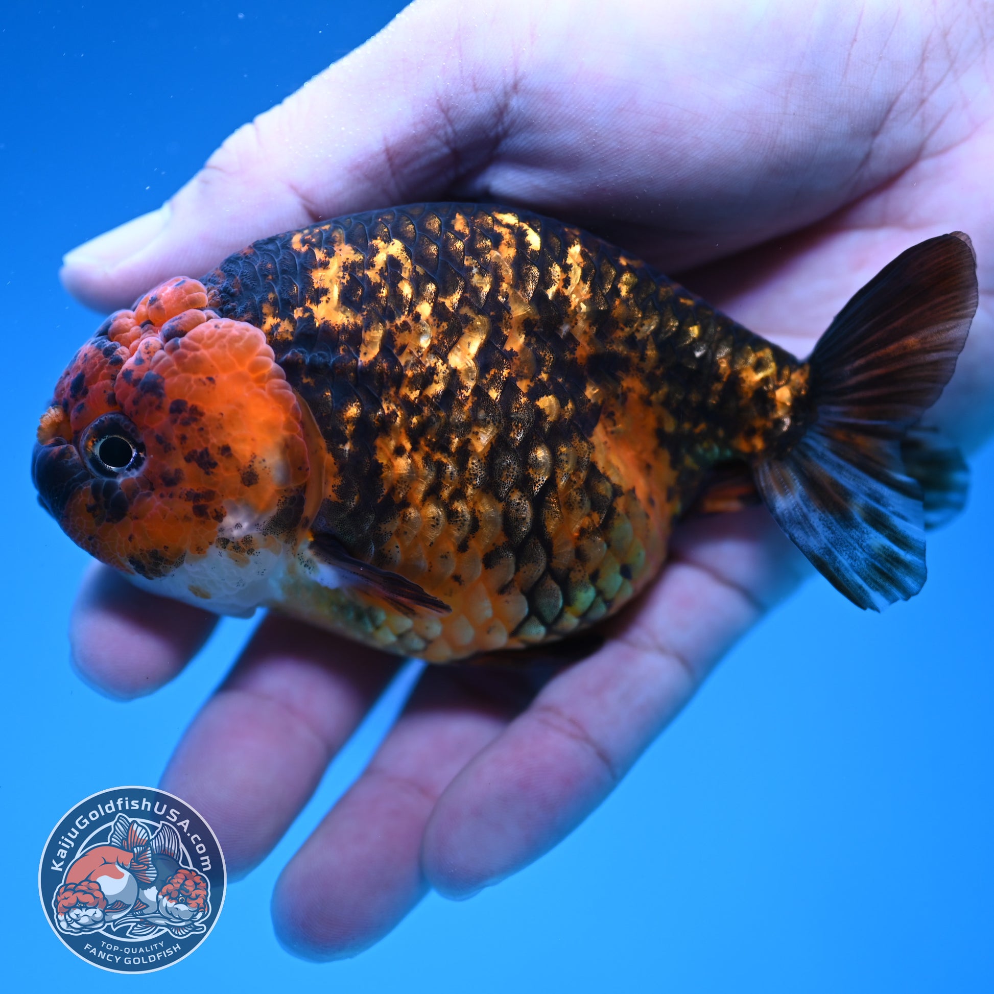 Tiger Ranchu 4 inch Body (251107_RC03)
