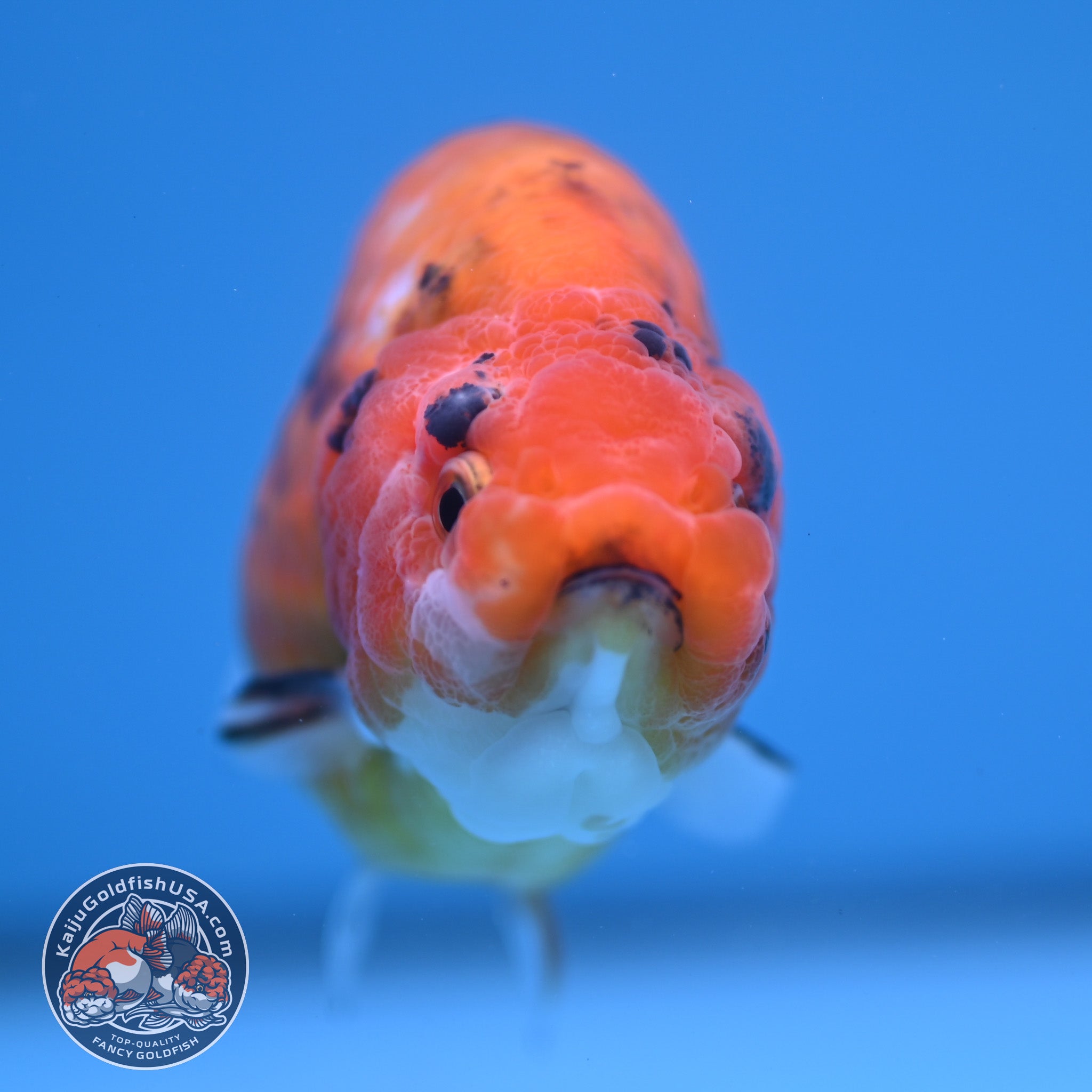 Tiger Ranchu 4 inch Body (251114_RC01) – Kaiju Goldfish USA