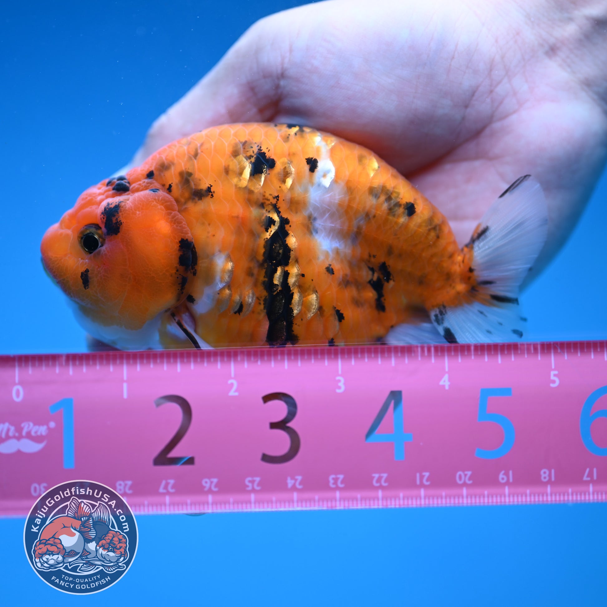 Tiger Ranchu 4 inch Body (251114_RC01)