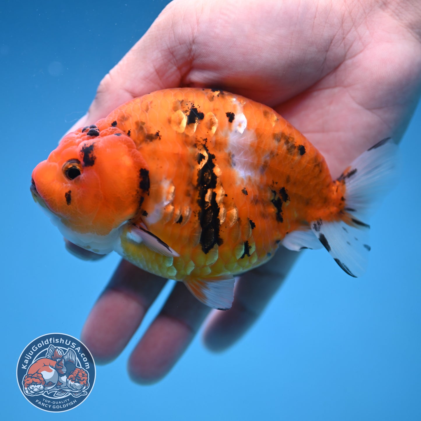 Tiger Ranchu 4 inch Body (251114_RC01)