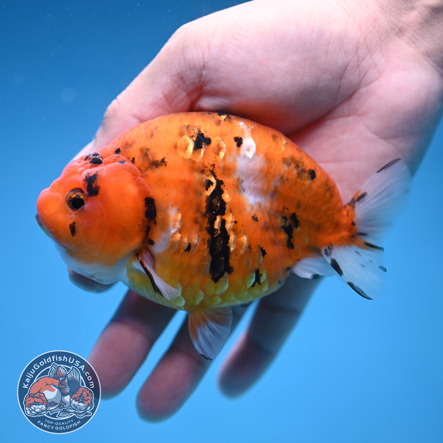 Tiger Ranchu 4 inch Body (251114_RC01)