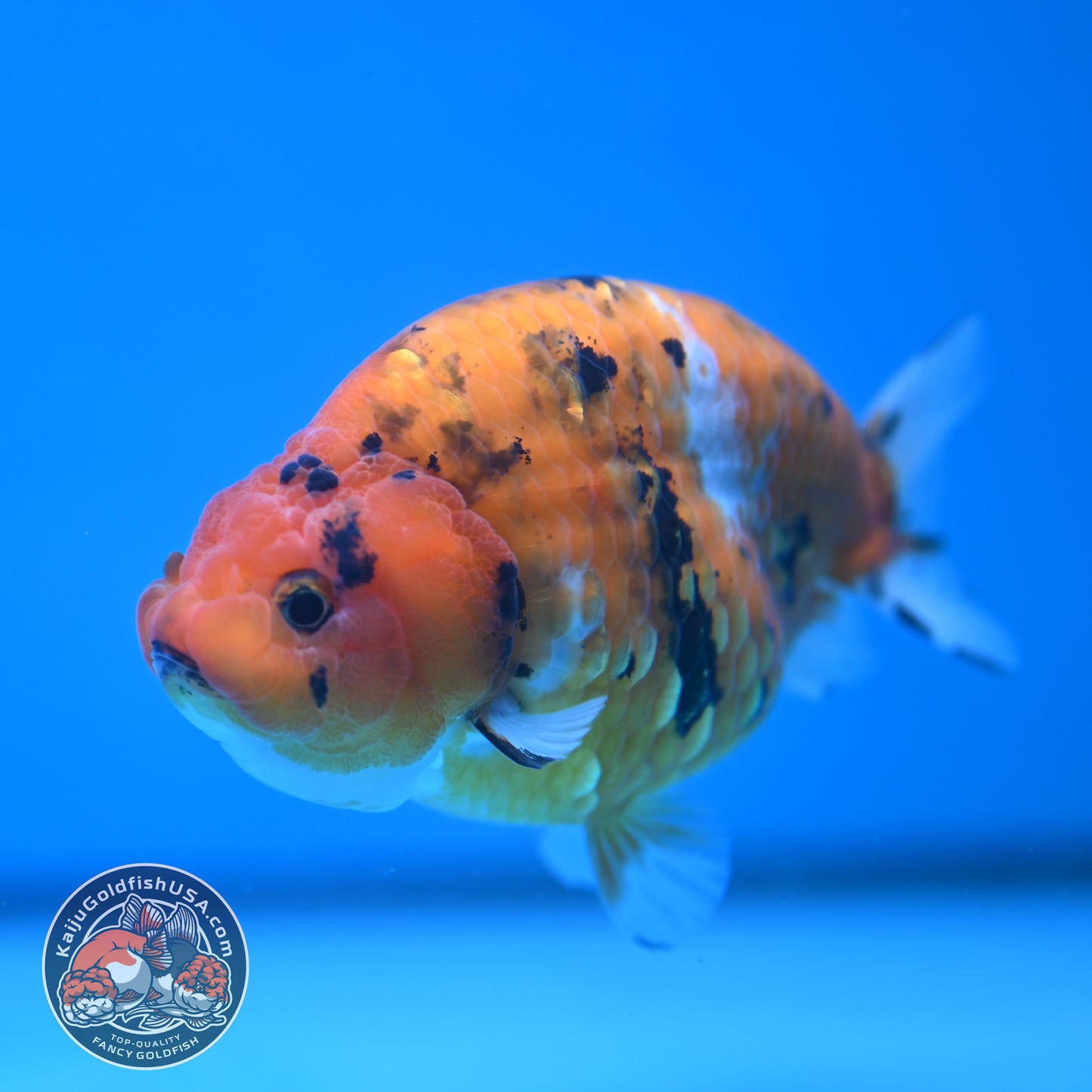 Tiger Ranchu 4 inch Body (251114_RC01)