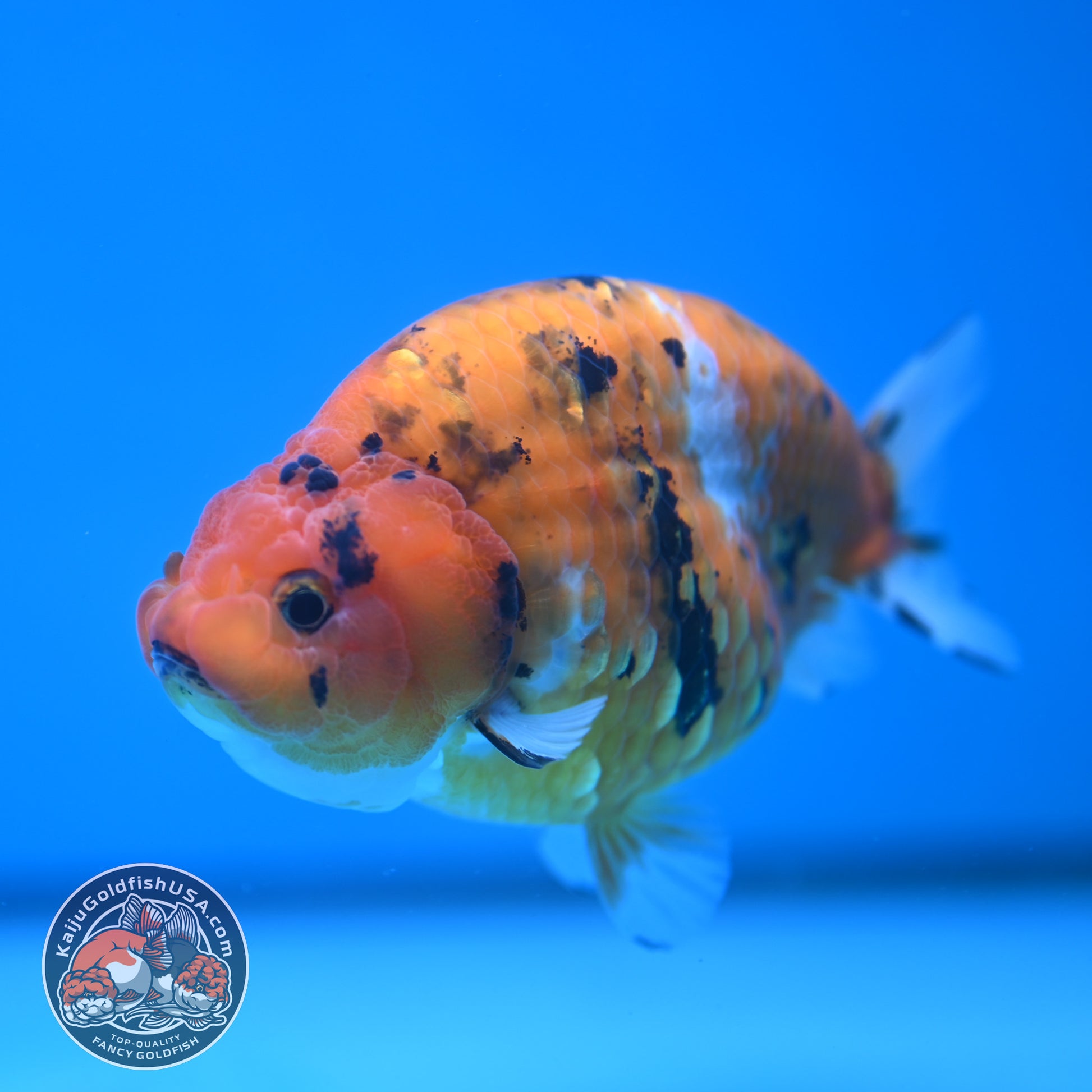 Tiger Ranchu 4 inch Body (251114_RC01)