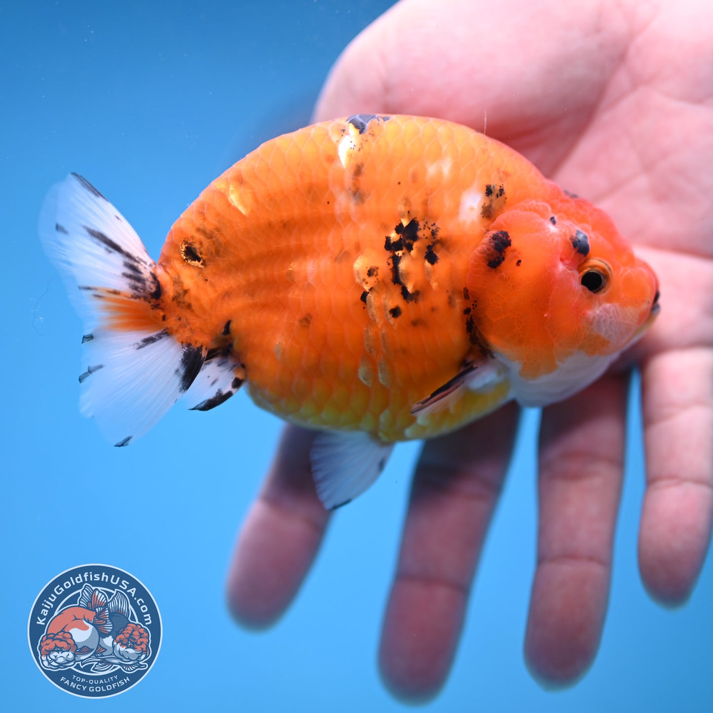 Tiger Ranchu 4 inch Body (251114_RC01)