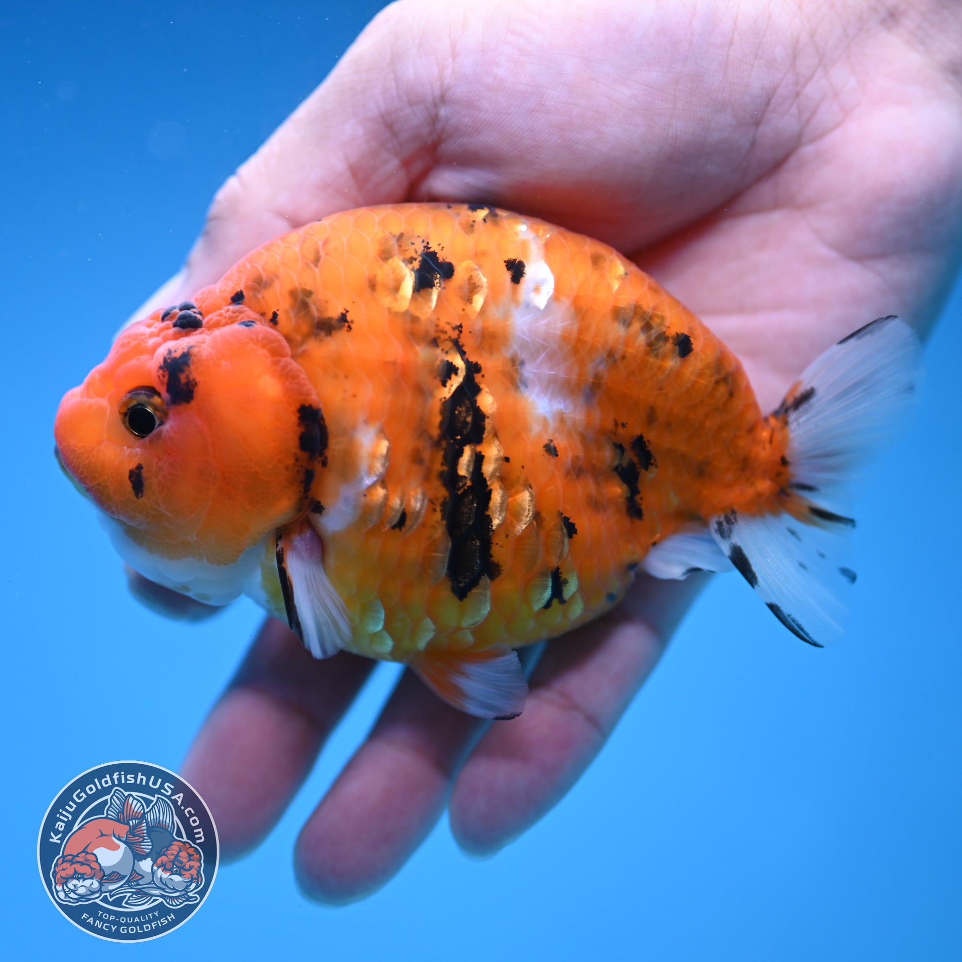 Tiger Ranchu 4 inch Body (251114_RC01)
