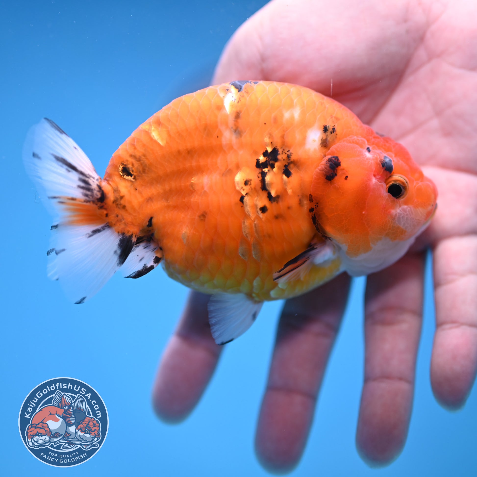 Tiger Ranchu 4 inch Body (251114_RC01)