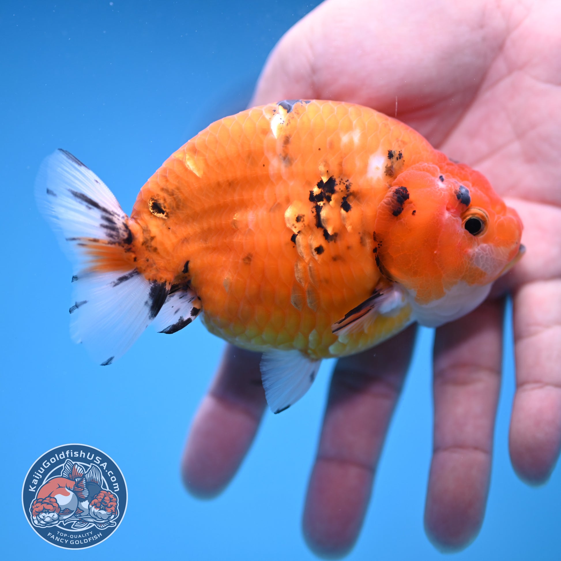 Tiger Ranchu 4 inch Body (251114_RC01)