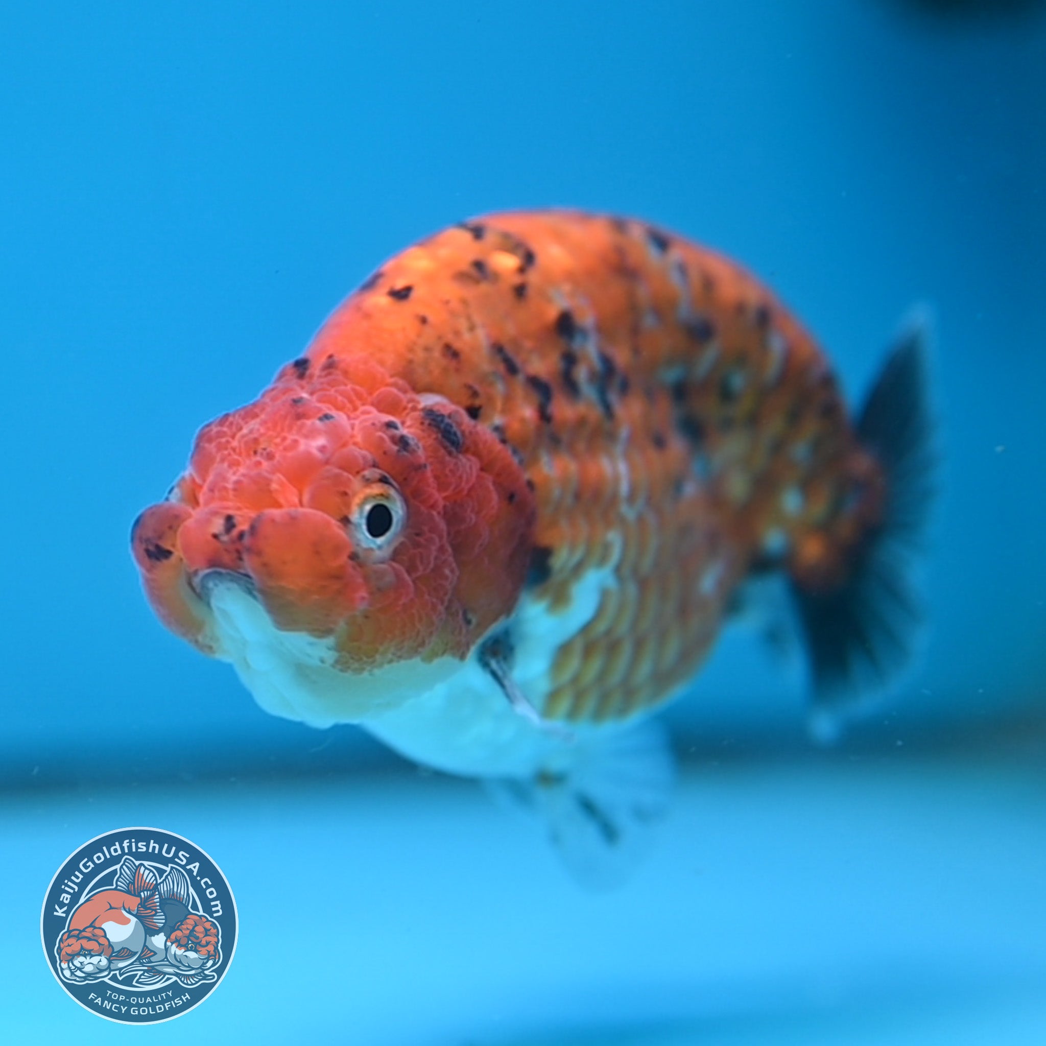 Tiger Ranchu 4 inch Body (251114_RC05) – Kaiju Goldfish USA