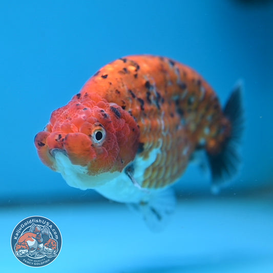 Tiger Ranchu 4 inch Body (251114_RC05)