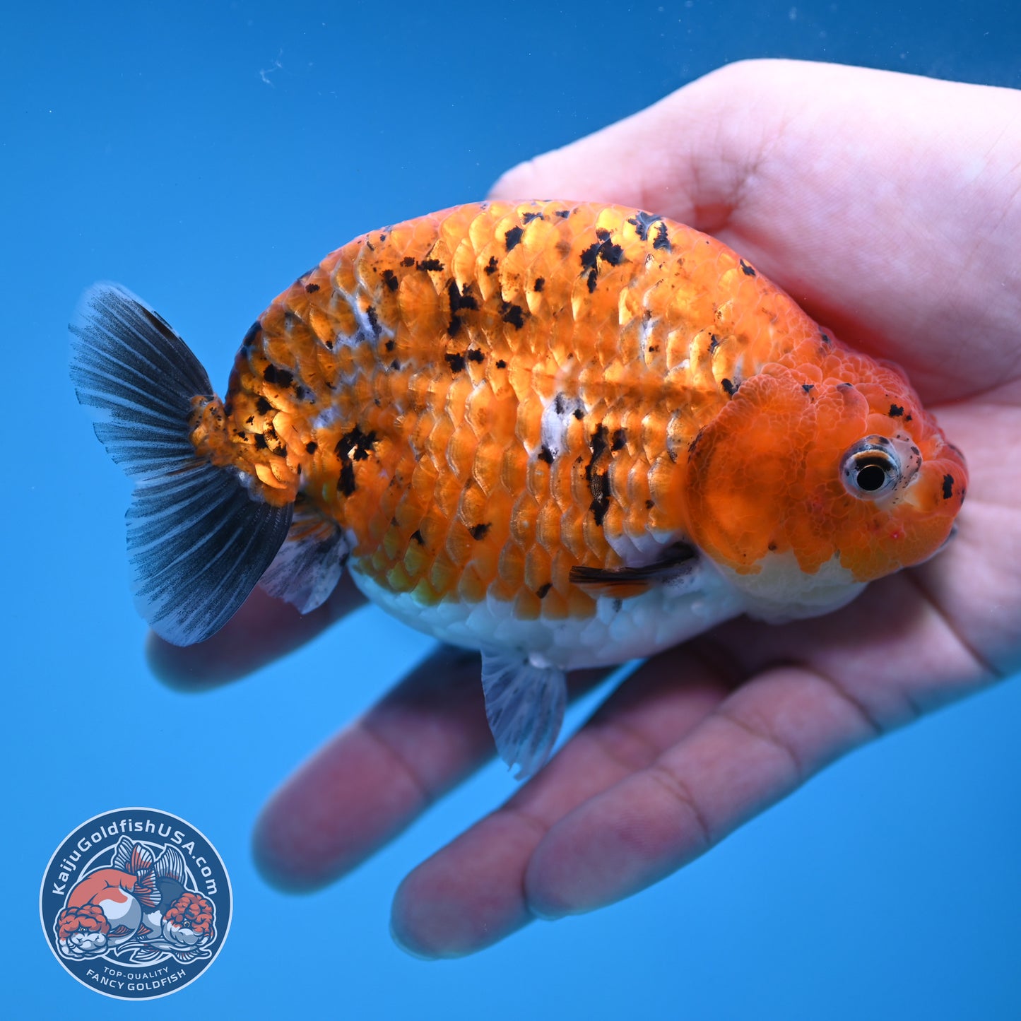 Tiger Ranchu 4 inch Body (251114_RC05)