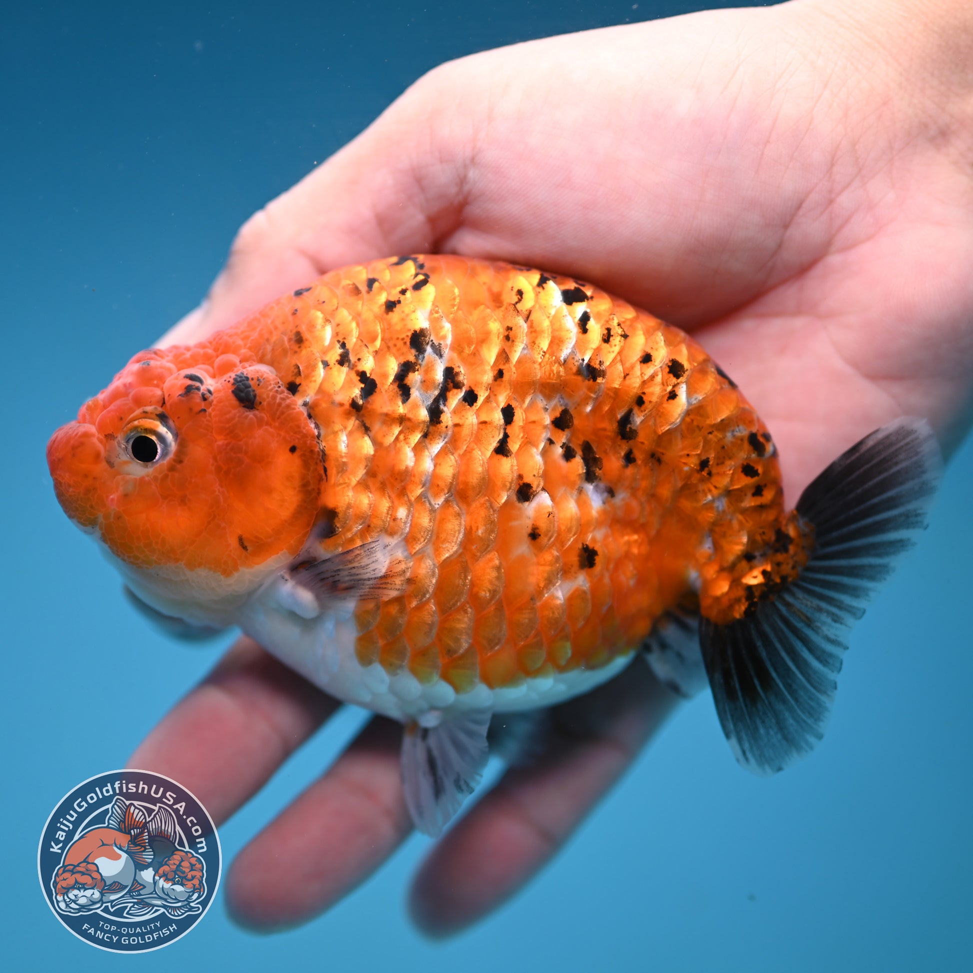 Tiger Ranchu 4 inch Body (251114_RC05)