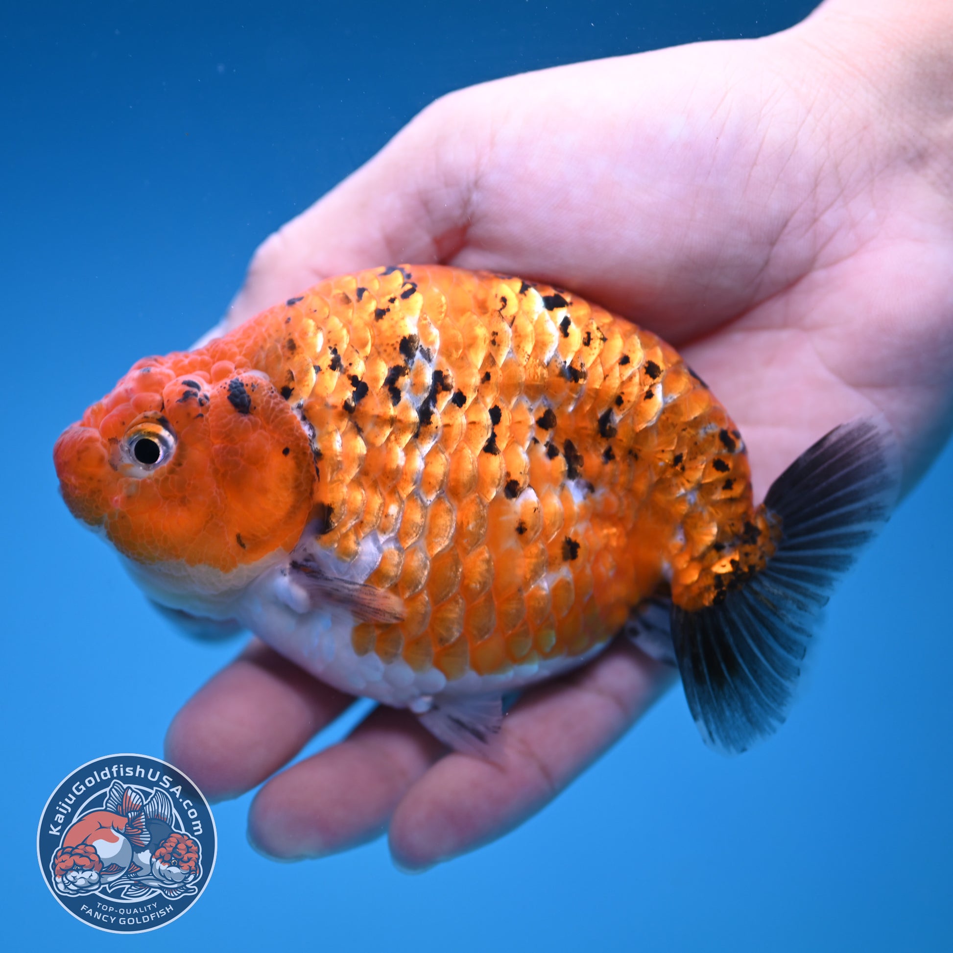Tiger Ranchu 4 inch Body (251114_RC05)