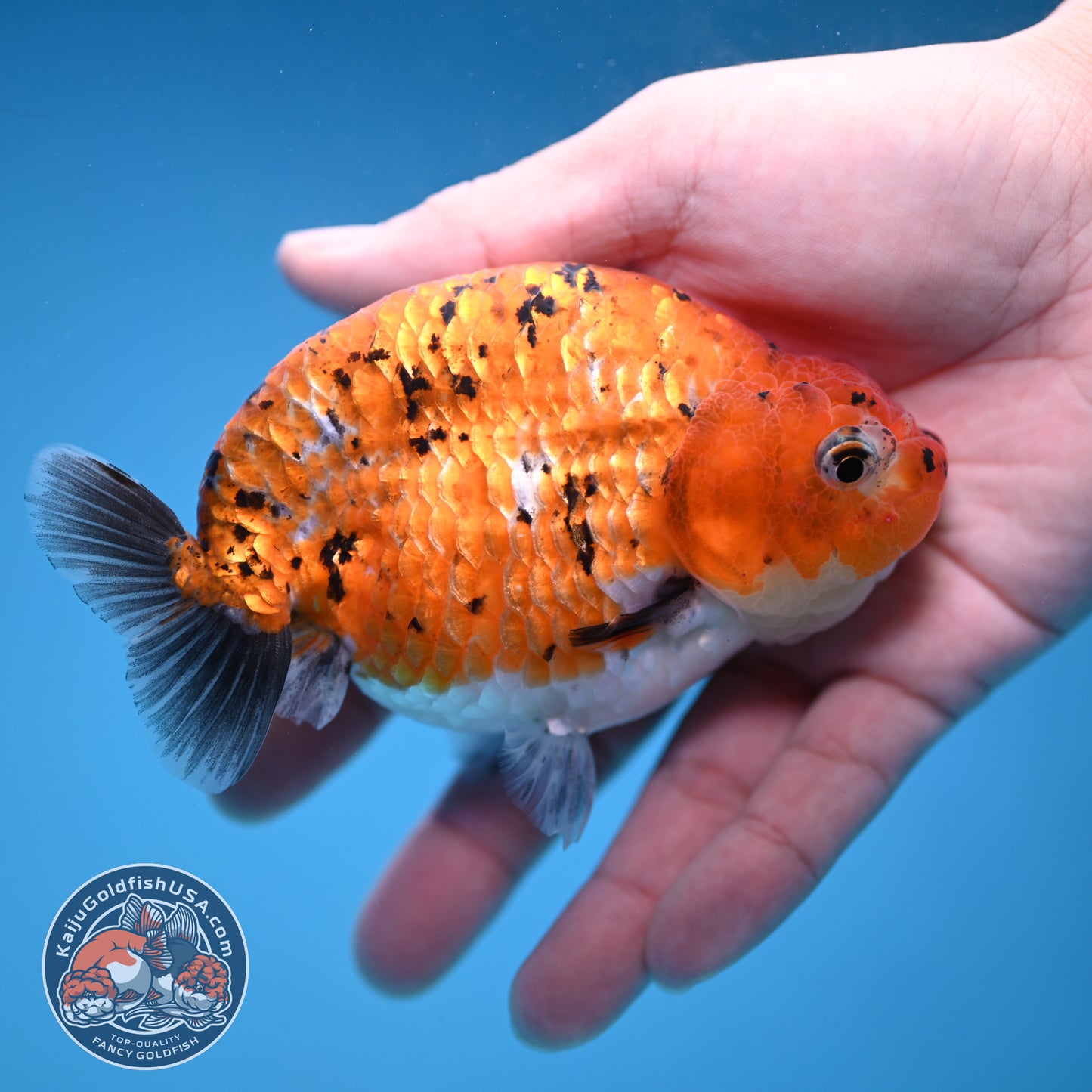 Tiger Ranchu 4 inch Body (251114_RC05)