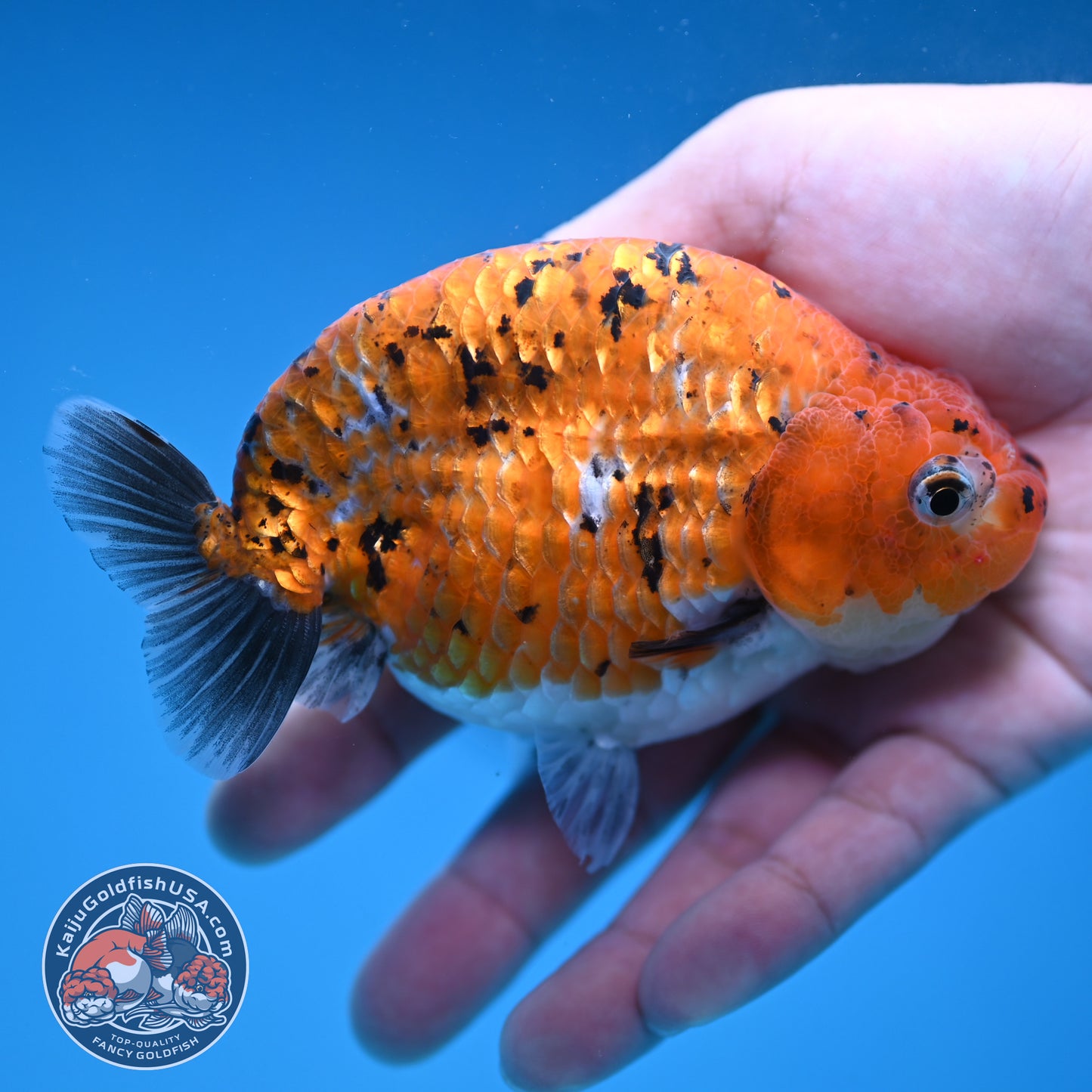 Tiger Ranchu 4 inch Body (251114_RC05)