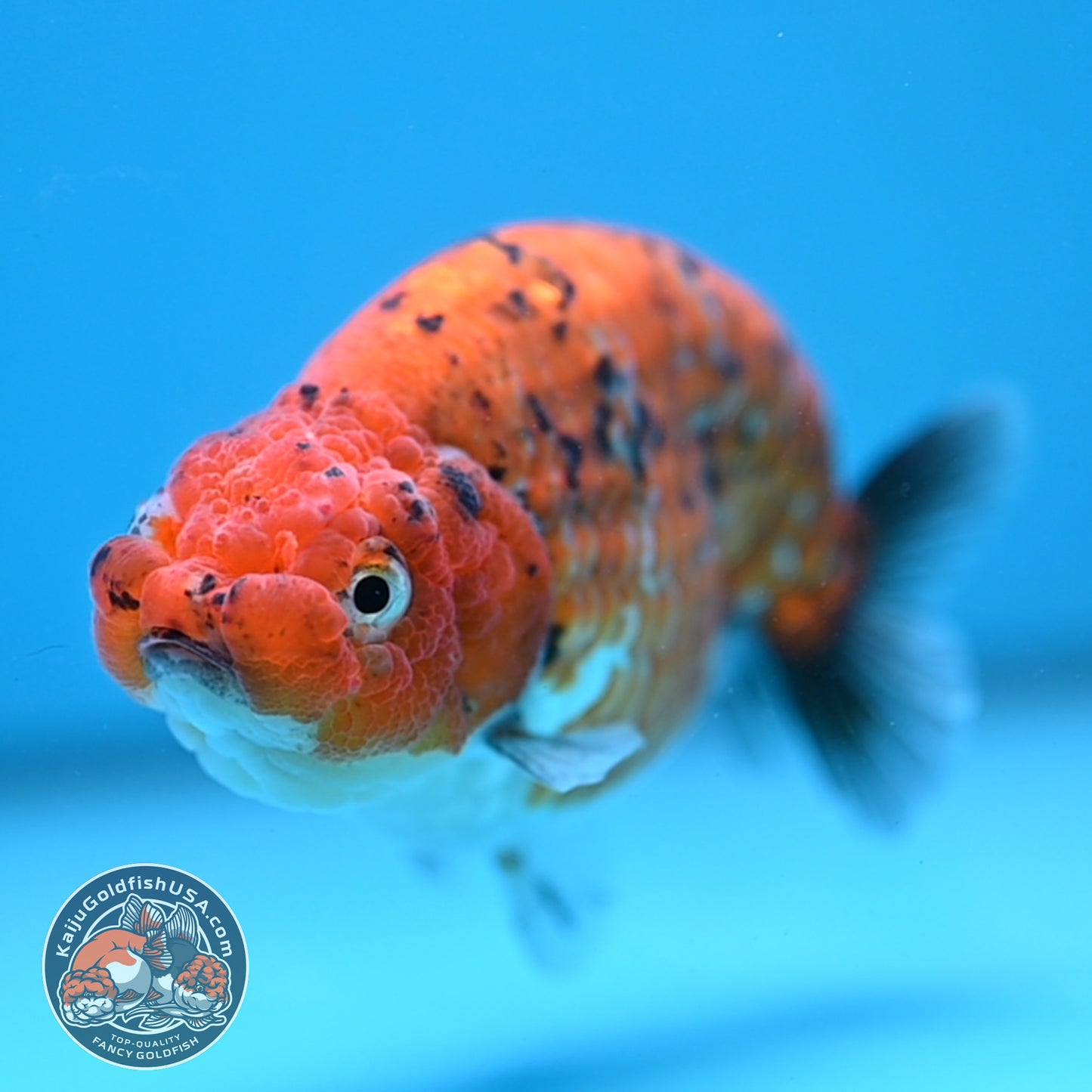 Tiger Ranchu 4 inch Body (251114_RC05)
