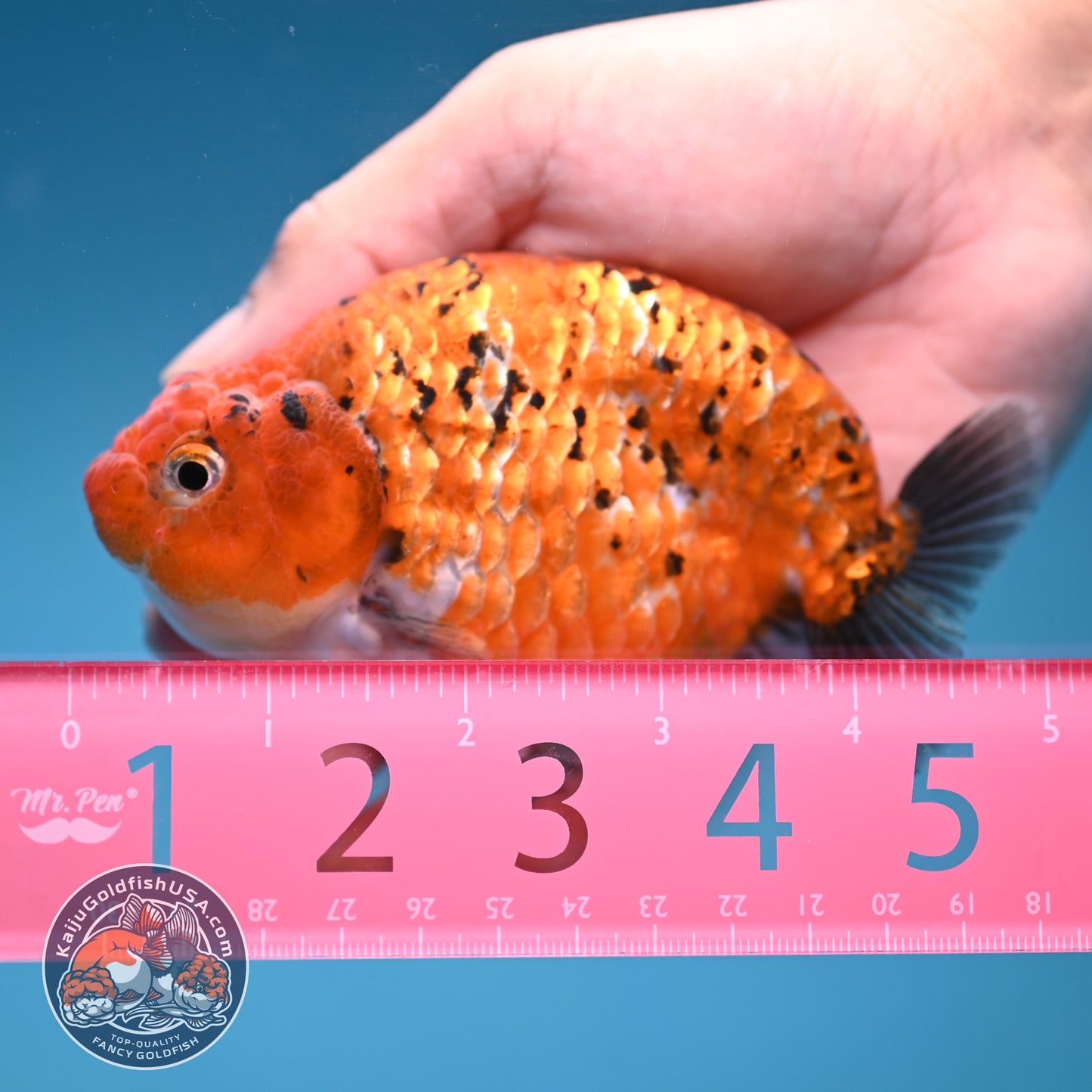Tiger Ranchu 4 inch Body (251114_RC05)