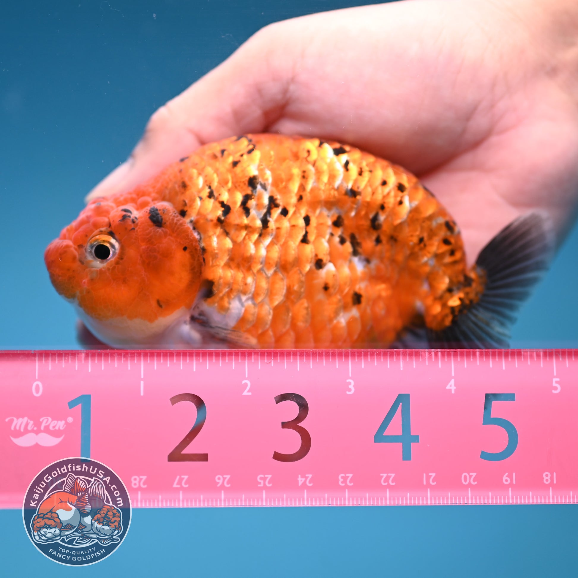 Tiger Ranchu 4 inch Body (251114_RC05)