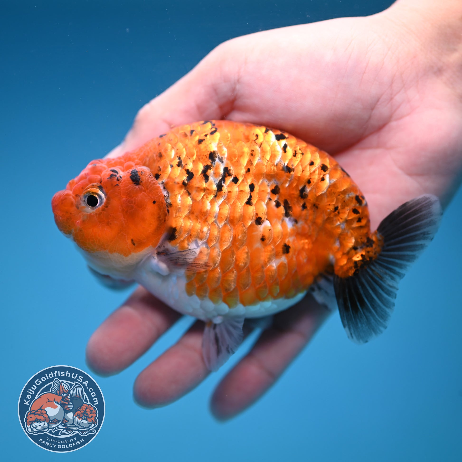 Tiger Ranchu 4 inch Body (251114_RC05)