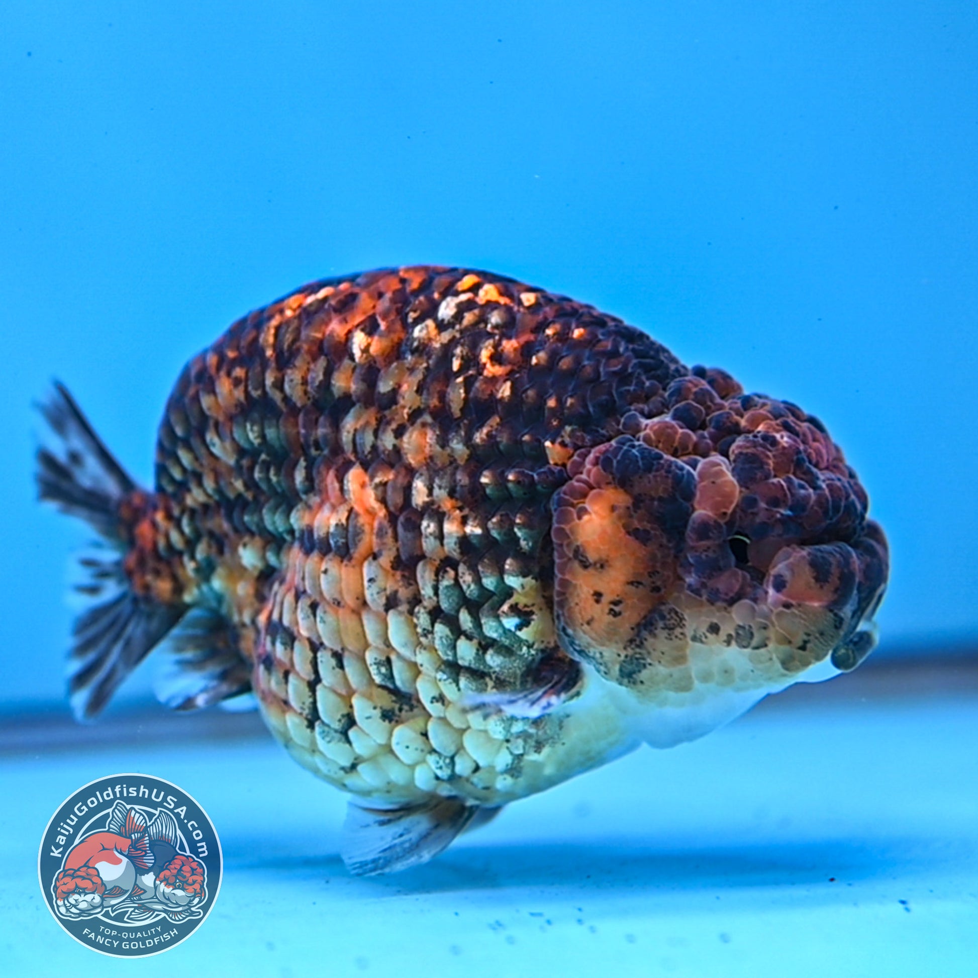 Tiger Ranchu 4 inch Body (260116_RC04)