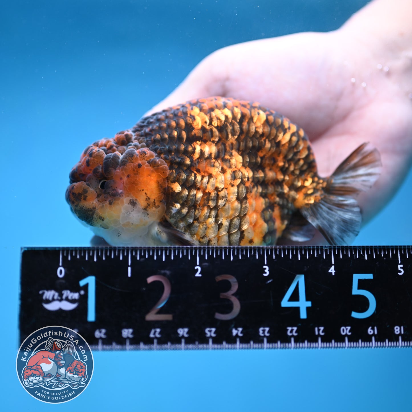 Tiger Ranchu 4 inch Body (260116_RC04)