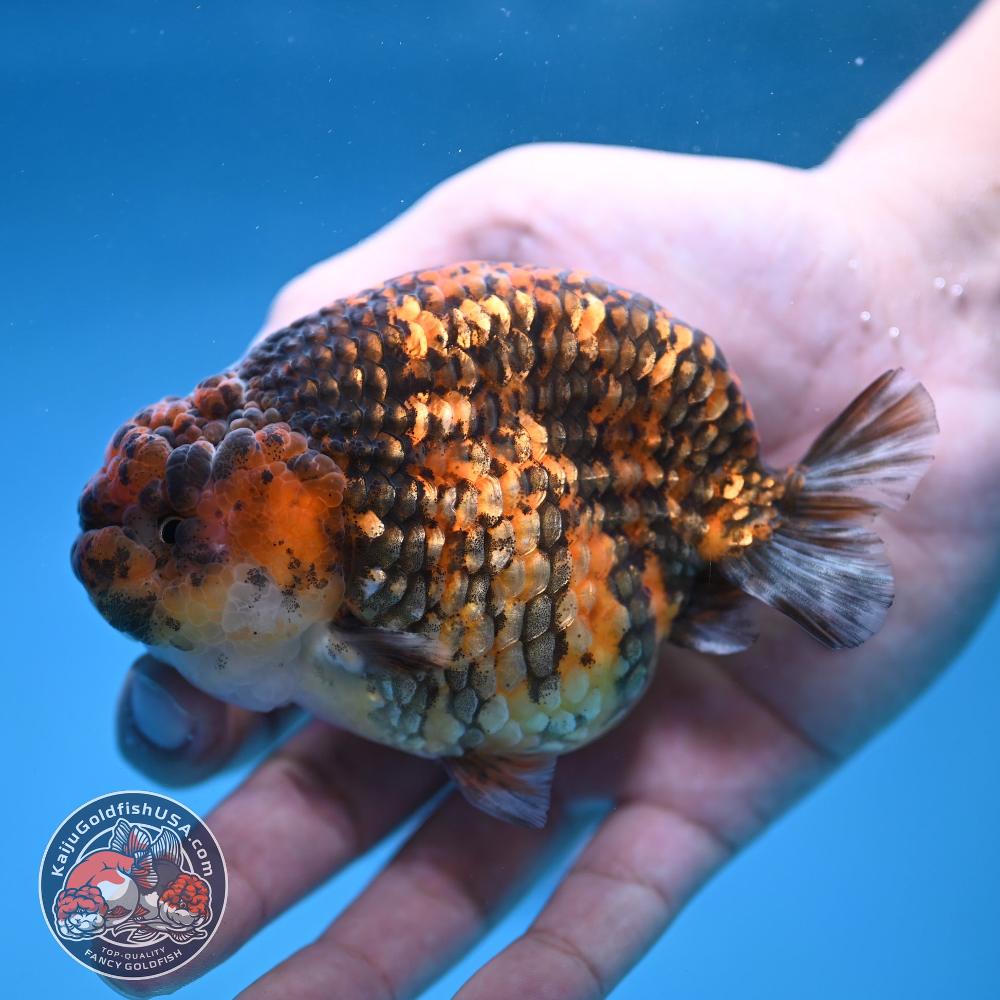 Tiger Ranchu 4 inch Body (260116_RC04)