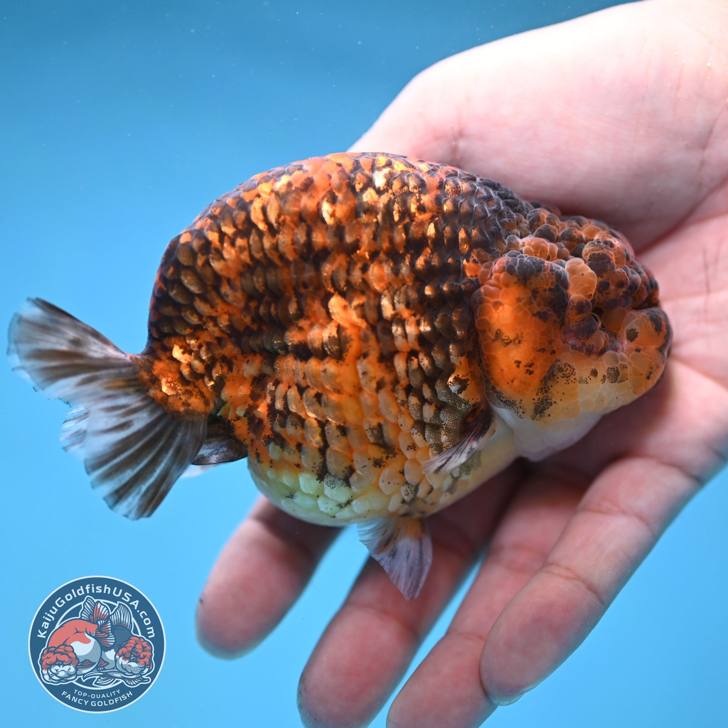 Tiger Ranchu 4 inch Body (260116_RC04)