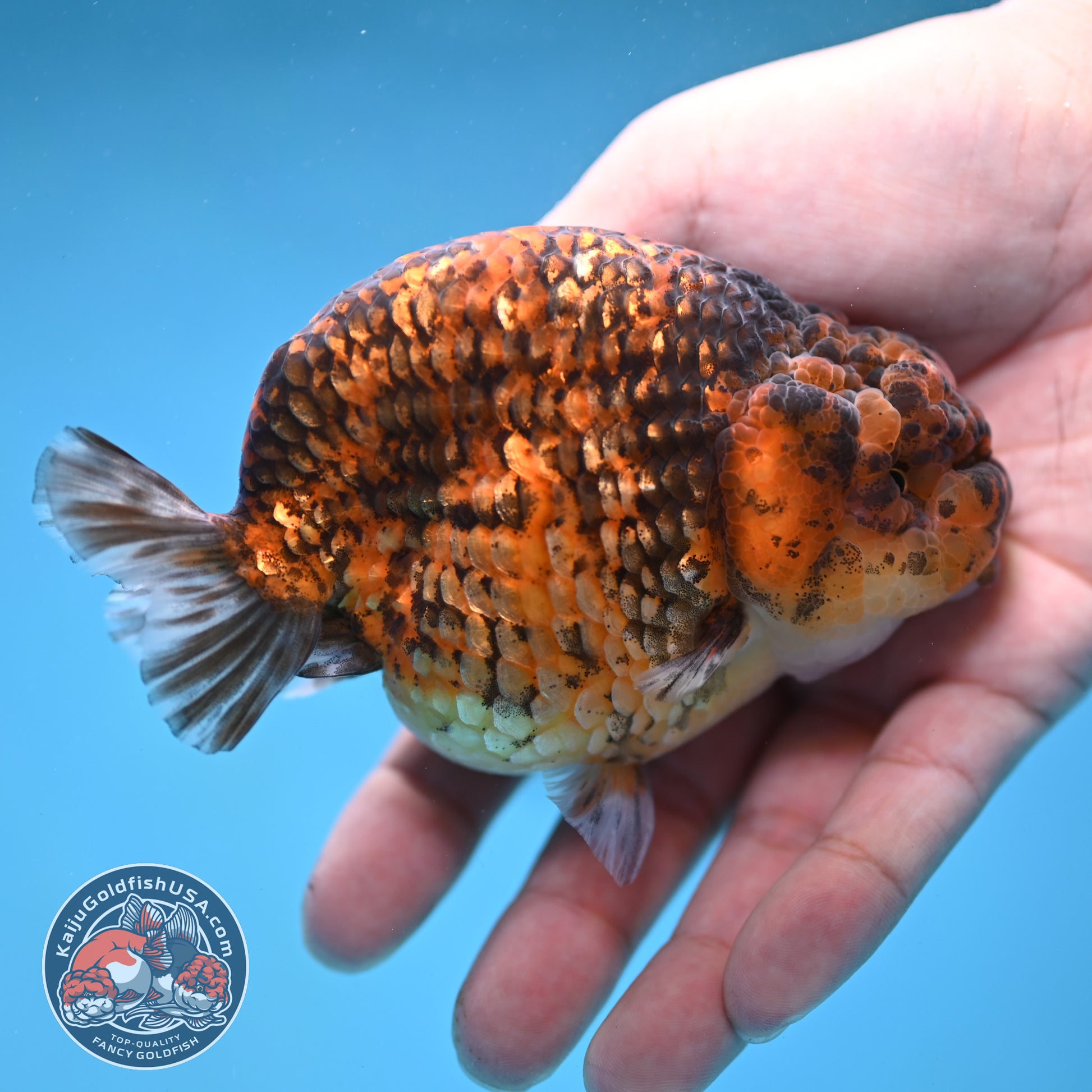 Tiger Ranchu 4 inch Body (260116_RC04)