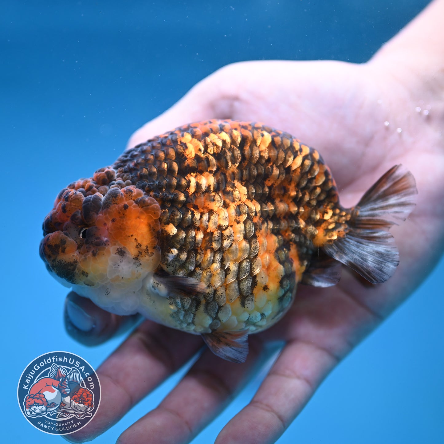 Tiger Ranchu 4 inch Body (260116_RC04)