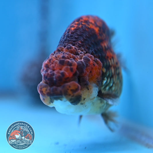 Tiger Ranchu 4 inch Body (260116_RC04)