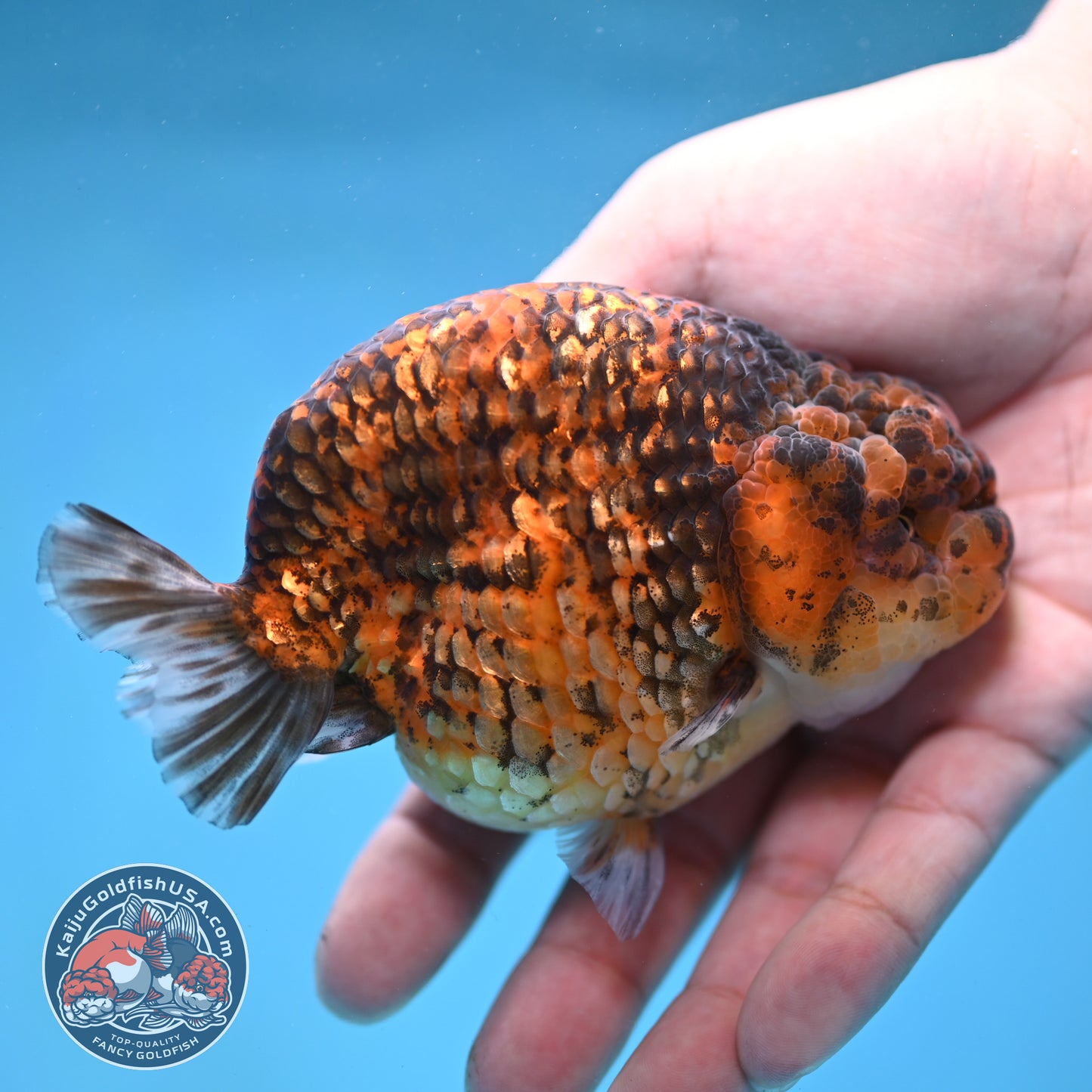 Tiger Ranchu 4 inch Body (260116_RC04)