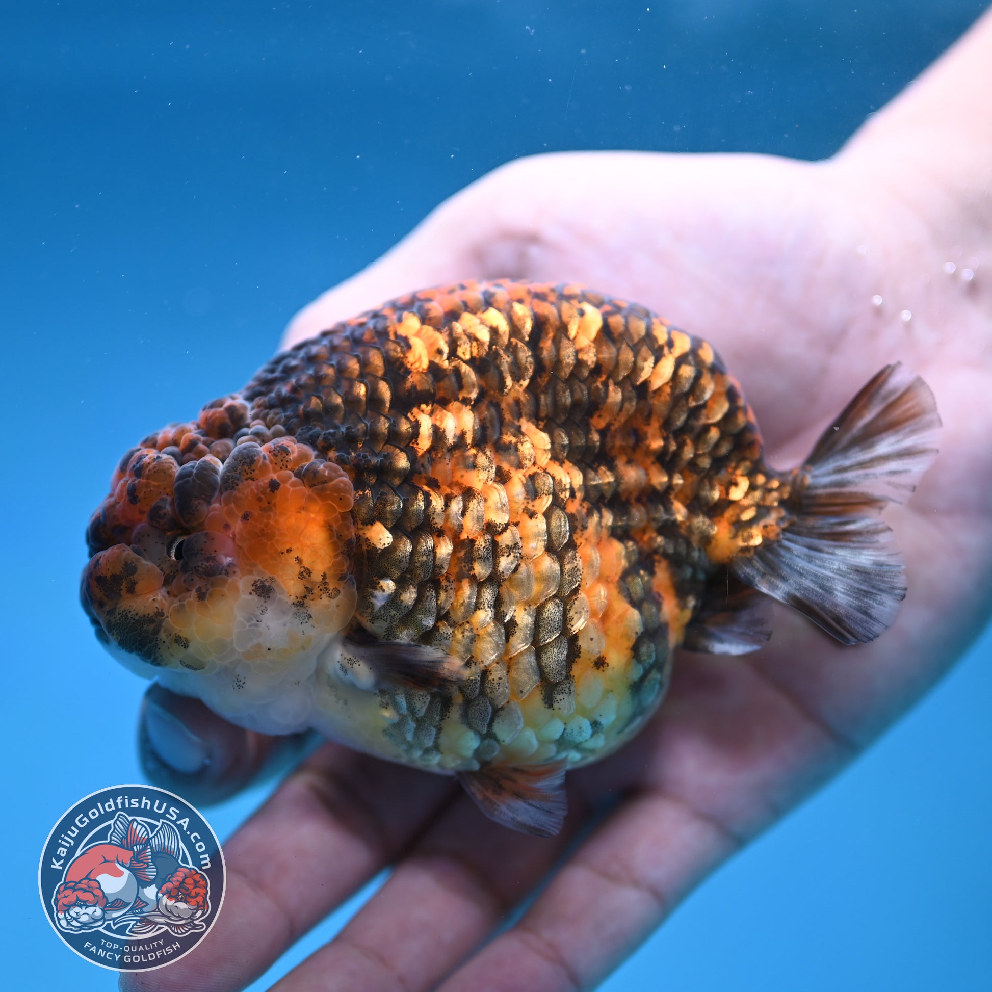 Tiger Ranchu 4 inch Body (260116_RC04)