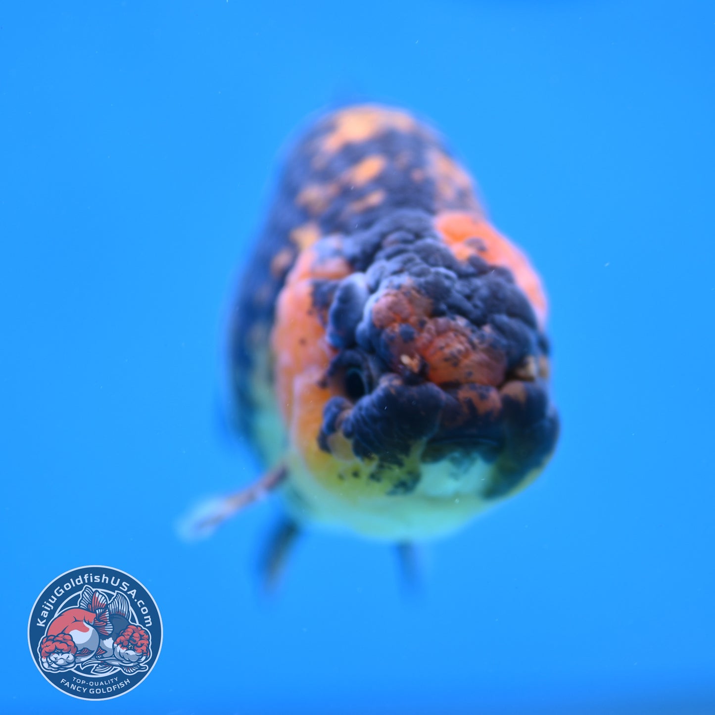 Tiger Ranchu 4 inch Body (260116_RC06)