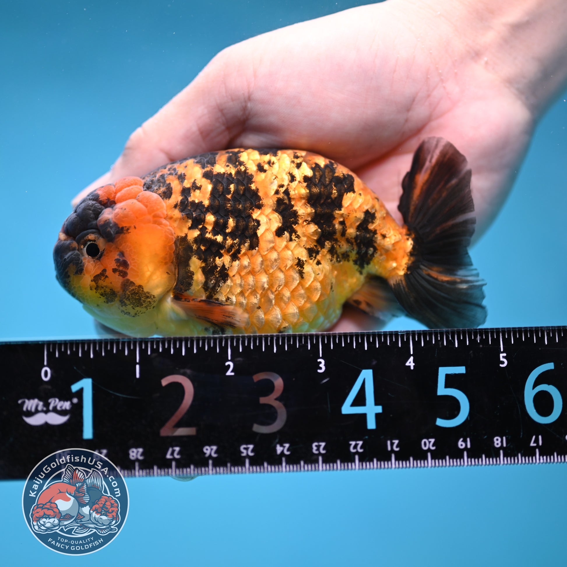 Tiger Ranchu 4 inch Body (260116_RC06)
