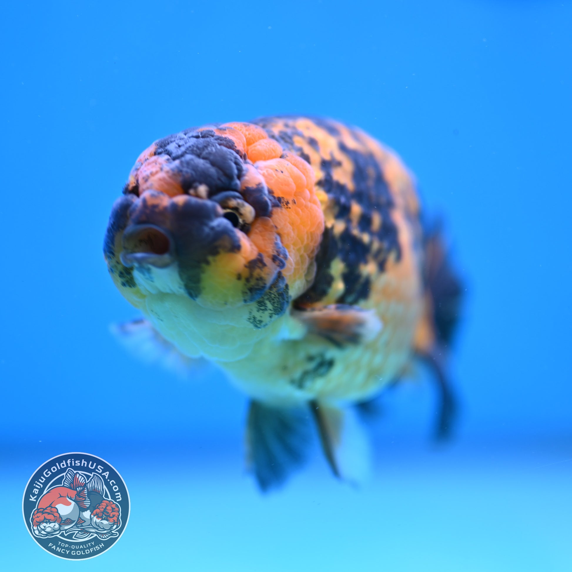 Tiger Ranchu 4 inch Body (260116_RC06)