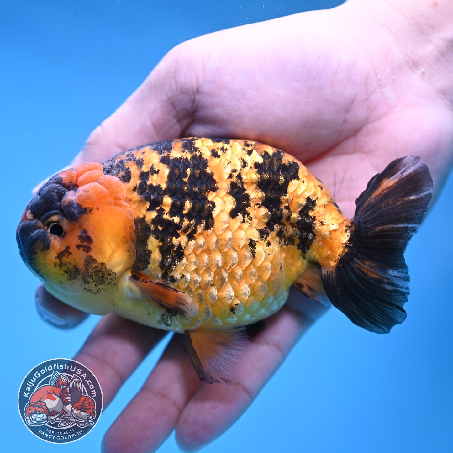 Tiger Ranchu 4 inch Body (260116_RC06)
