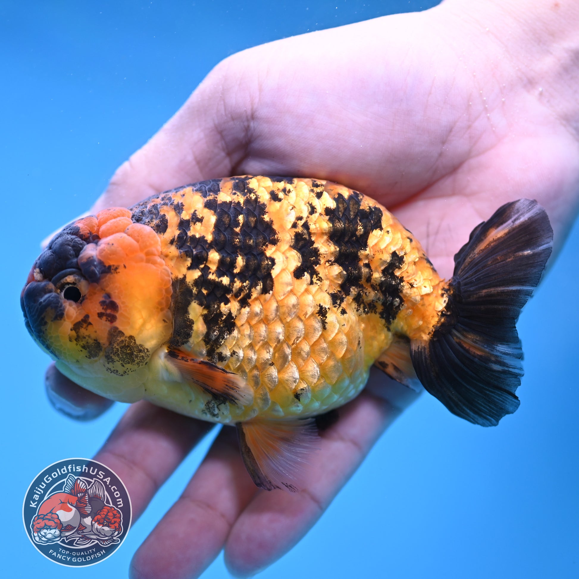 Tiger Ranchu 4 inch Body (260116_RC06)