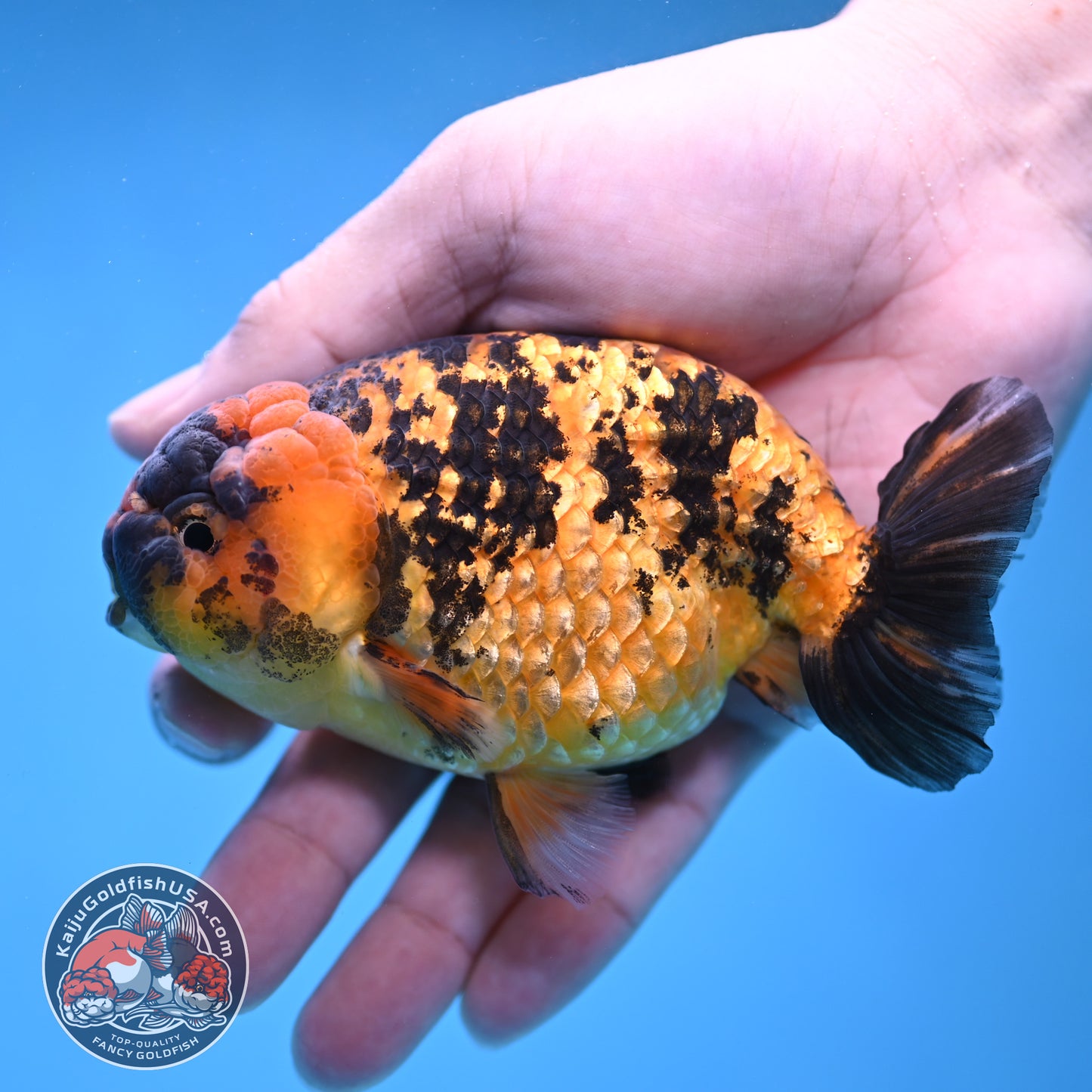 Tiger Ranchu 4 inch Body (260116_RC06)
