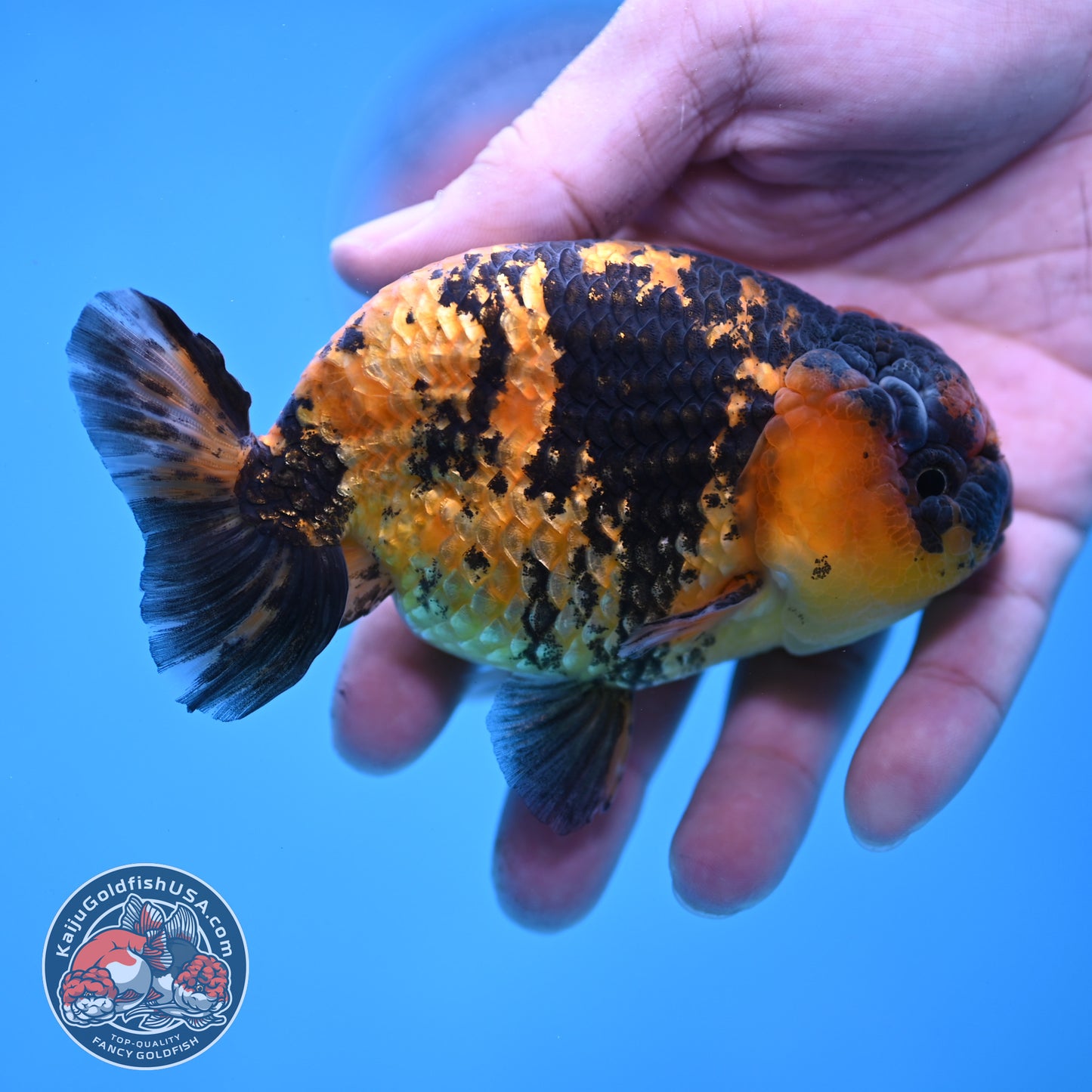Tiger Ranchu 4 inch Body (260116_RC06)
