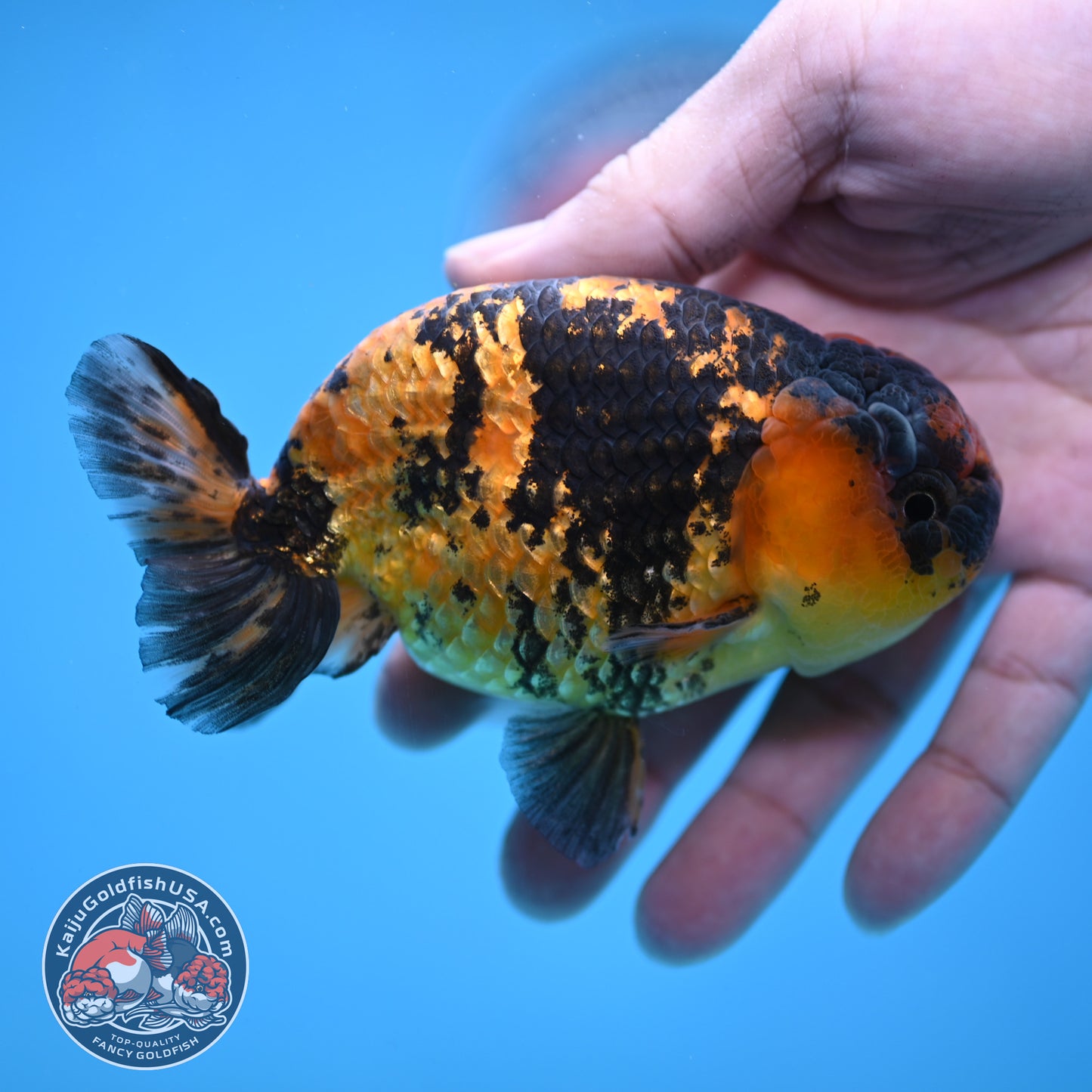 Tiger Ranchu 4 inch Body (260116_RC06)
