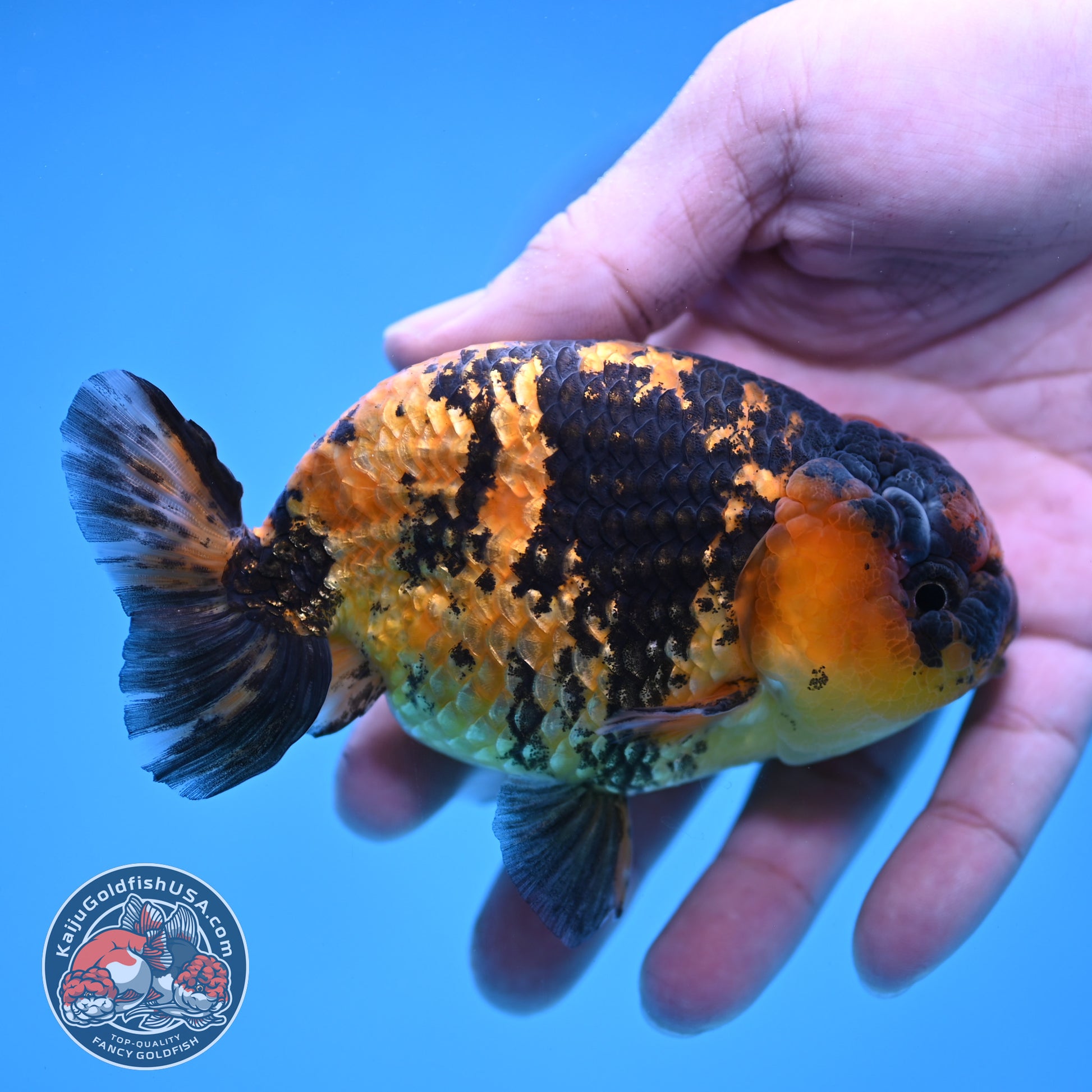 Tiger Ranchu 4 inch Body (260116_RC06)