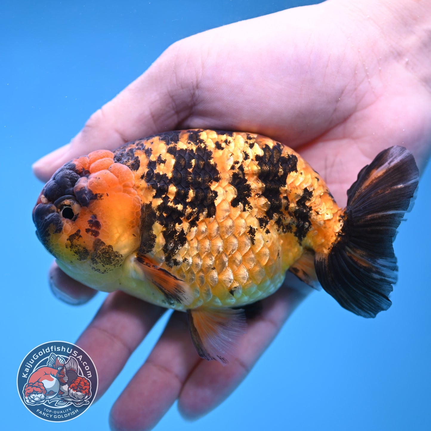 Tiger Ranchu 4 inch Body (260116_RC06)