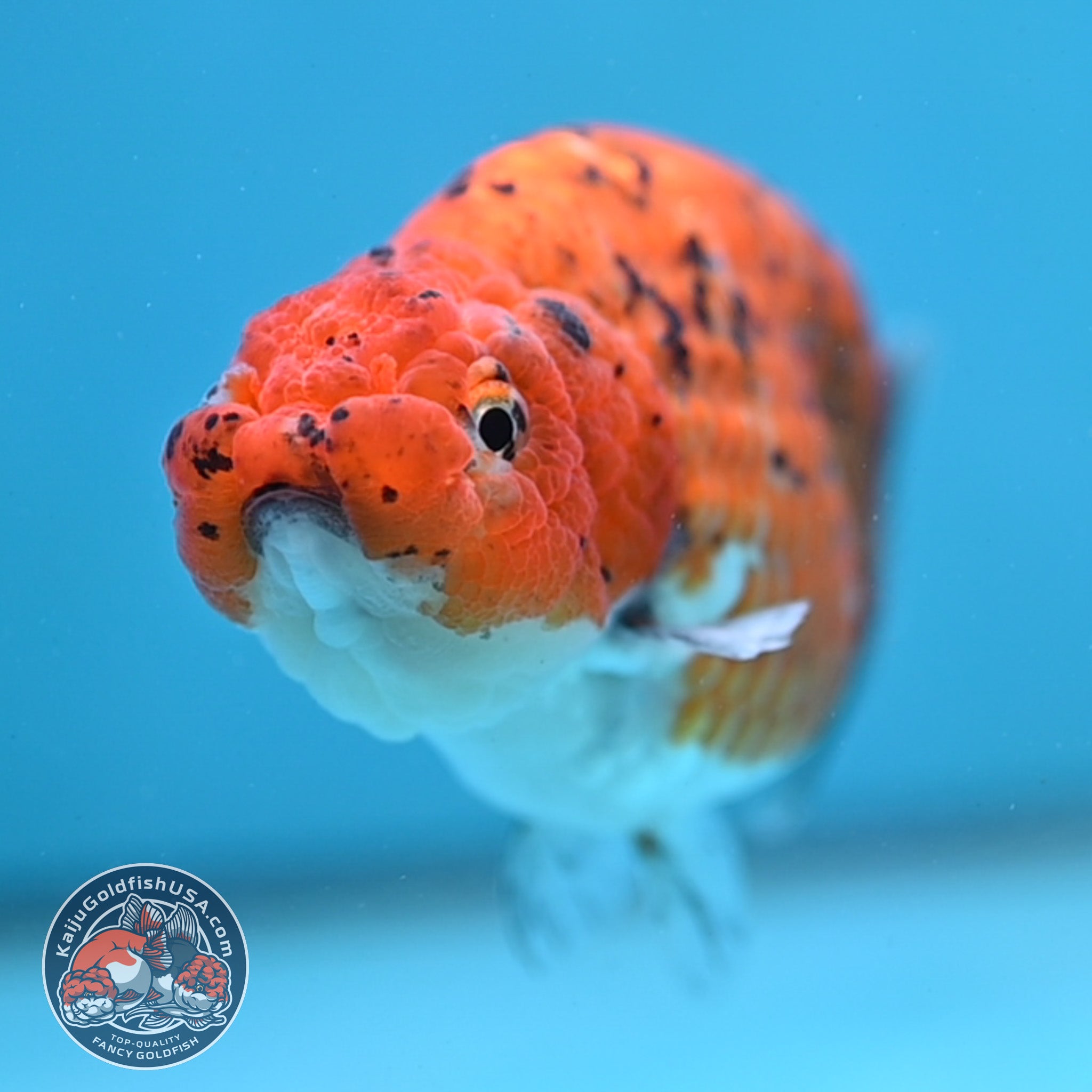 Tiger Ranchu 4 inch Body (260130_RC10) – Kaiju Goldfish USA