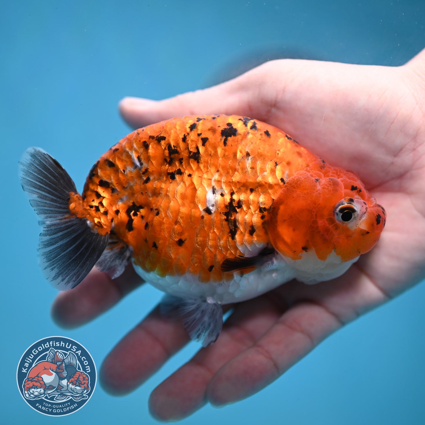 Tiger Ranchu 4 inch Body (260130_RC10)