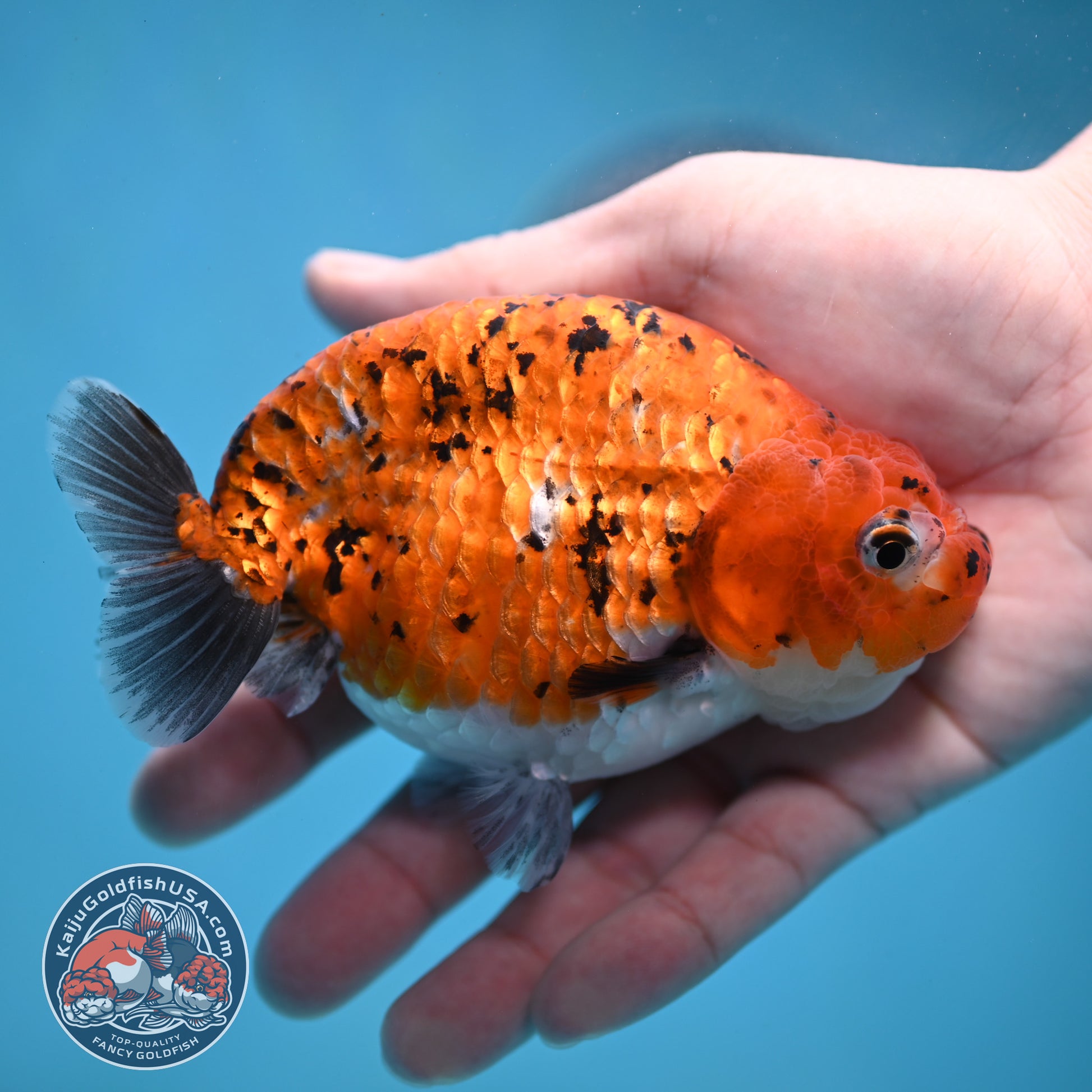 Tiger Ranchu 4 inch Body (260130_RC10)